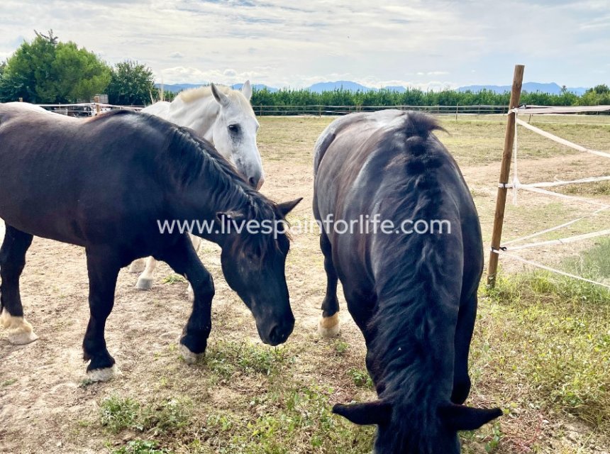 -  -
