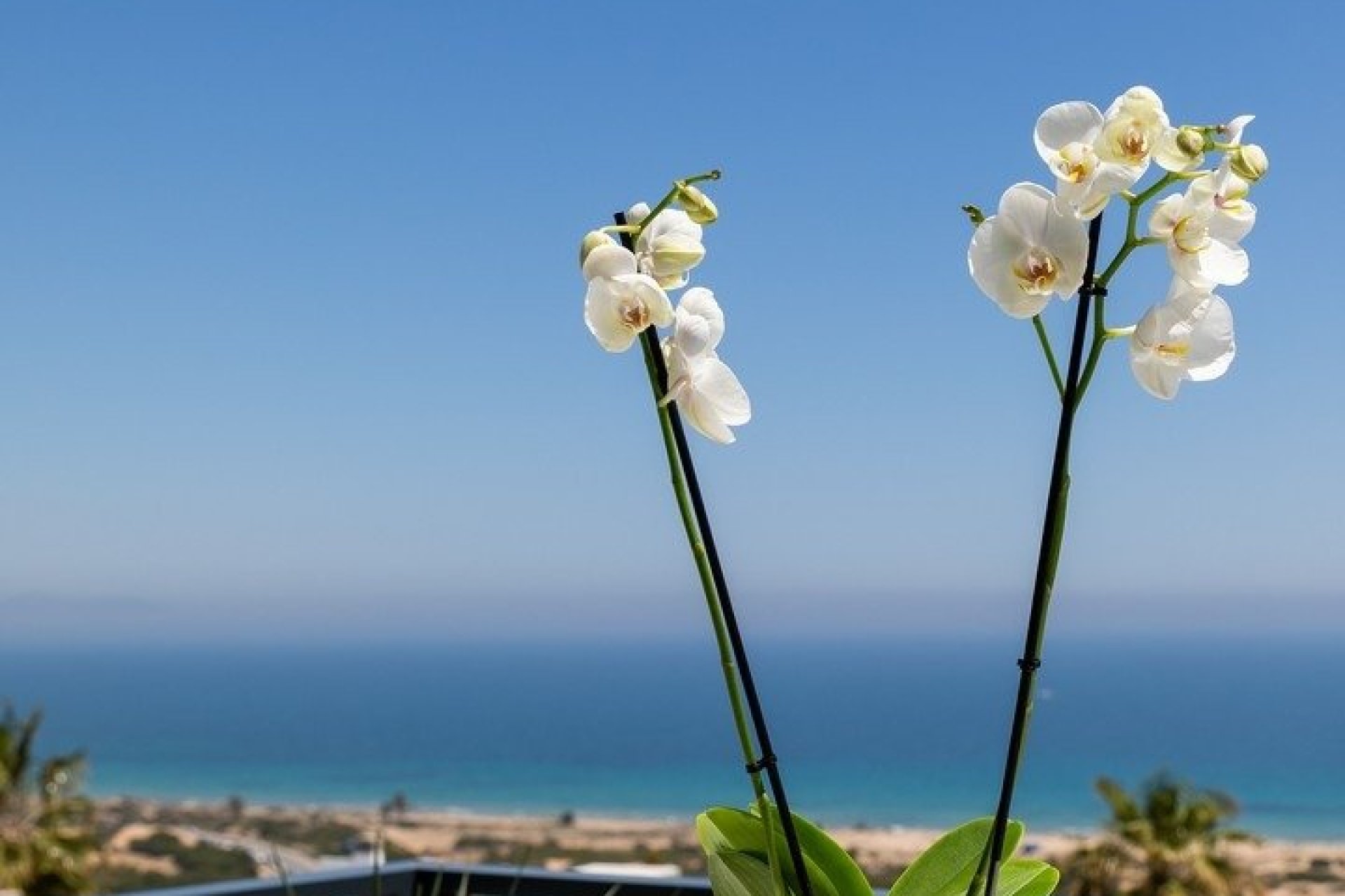  - Apartments -
Santa Pola - Gran Alacant