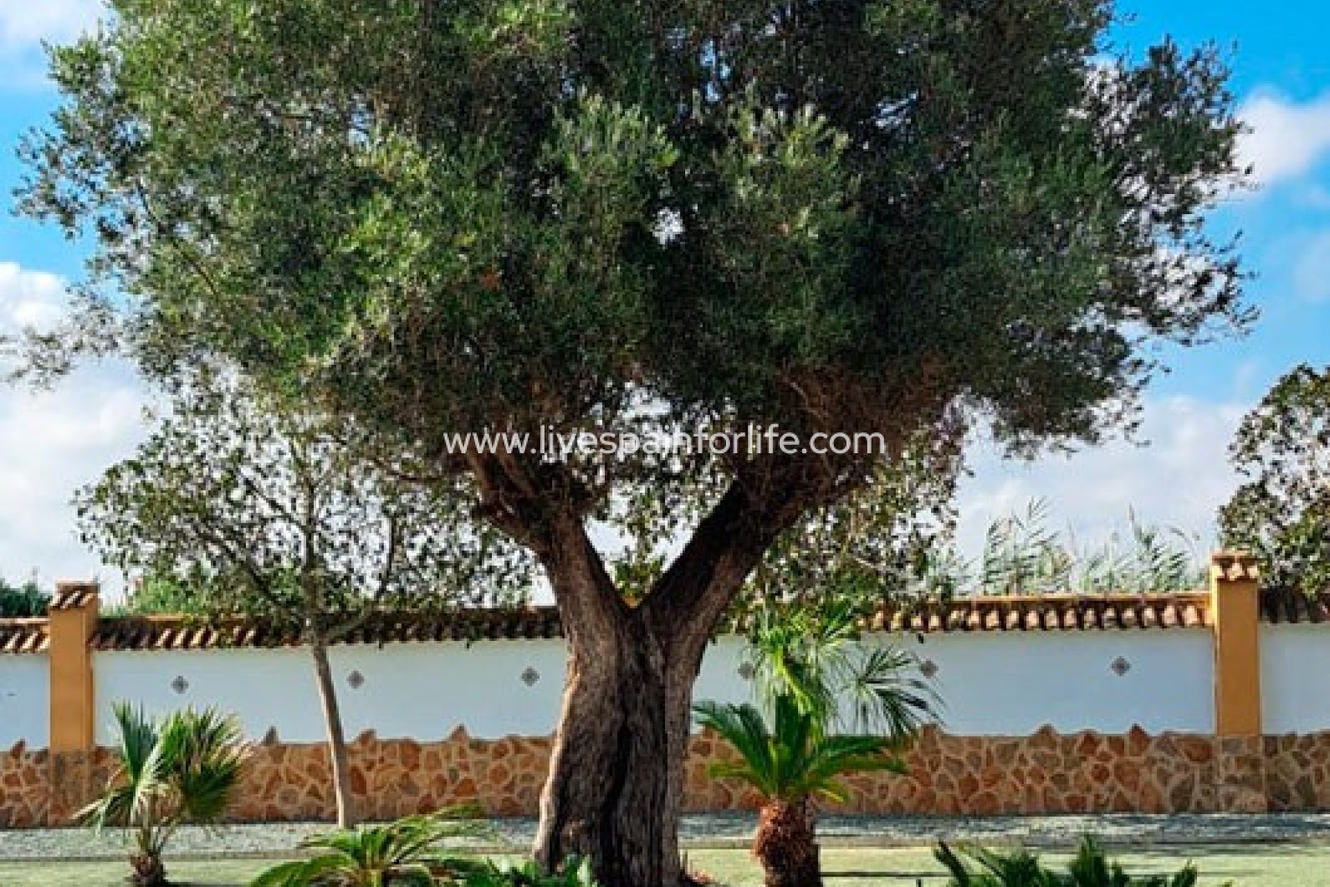  -  -
Catral - Catral - Country