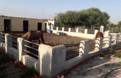 Equestrian - Weiterverkauf - Abanilla -
                    Abanilla