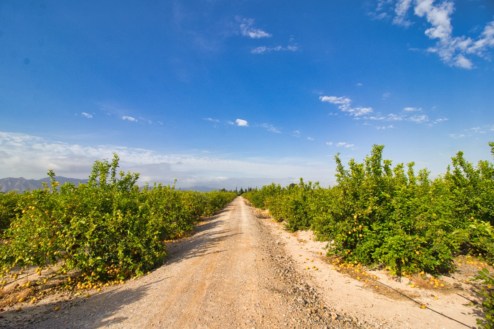Herverkoop - Een stuk grond -
Albatera