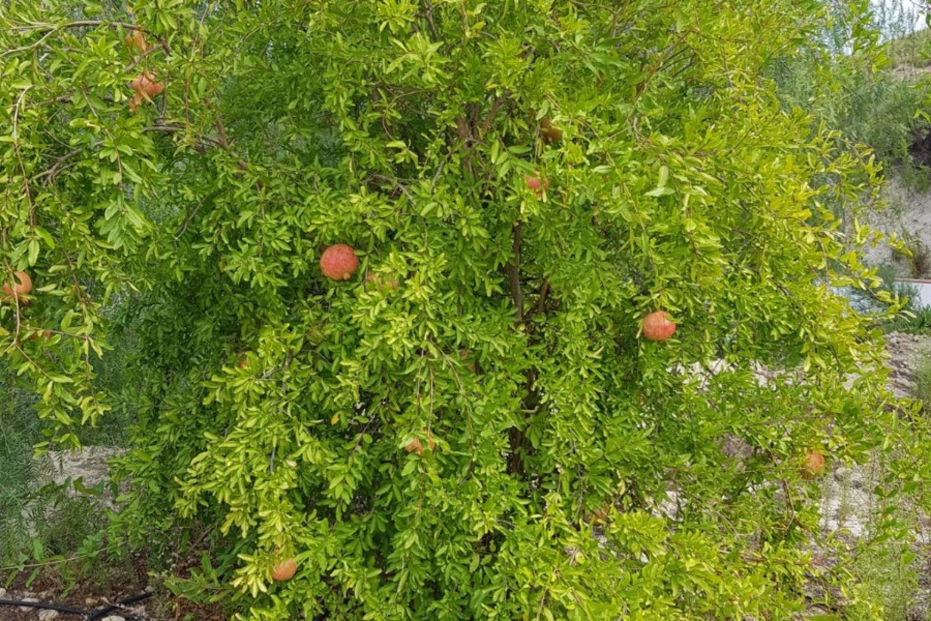 Herverkoop - Plattelandswoning -
Crevillent