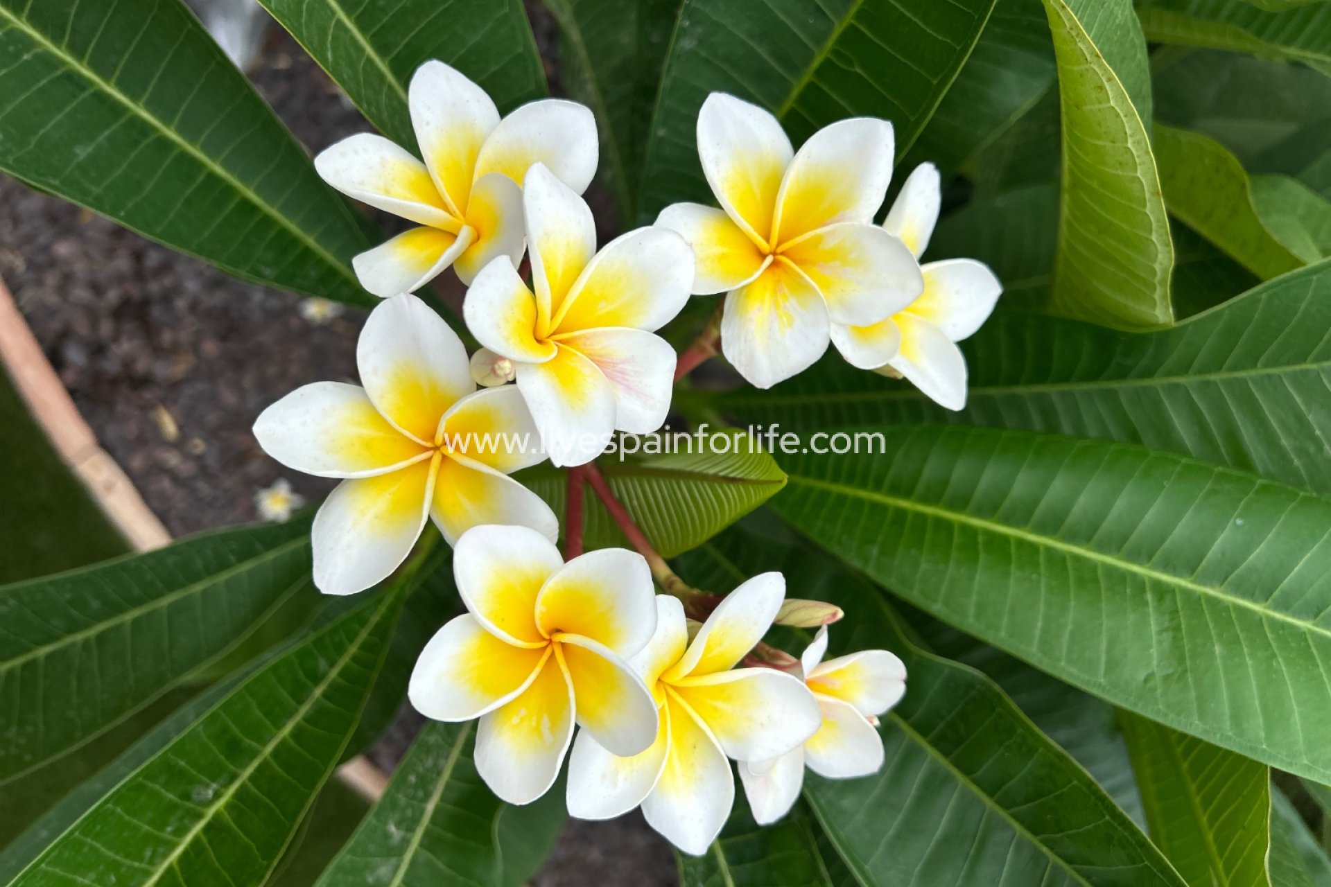 Herverkoop - Plattelandswoning -
Dolores