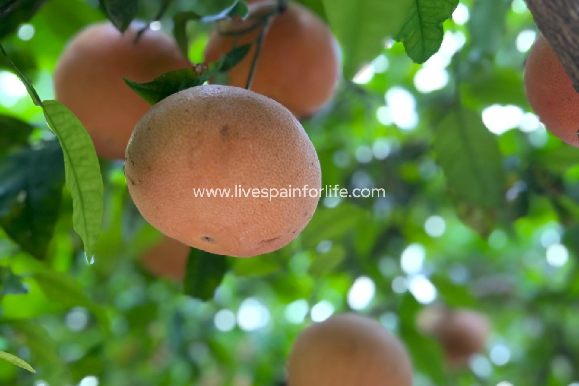 Herverkoop - Plattelandswoning -
Dolores