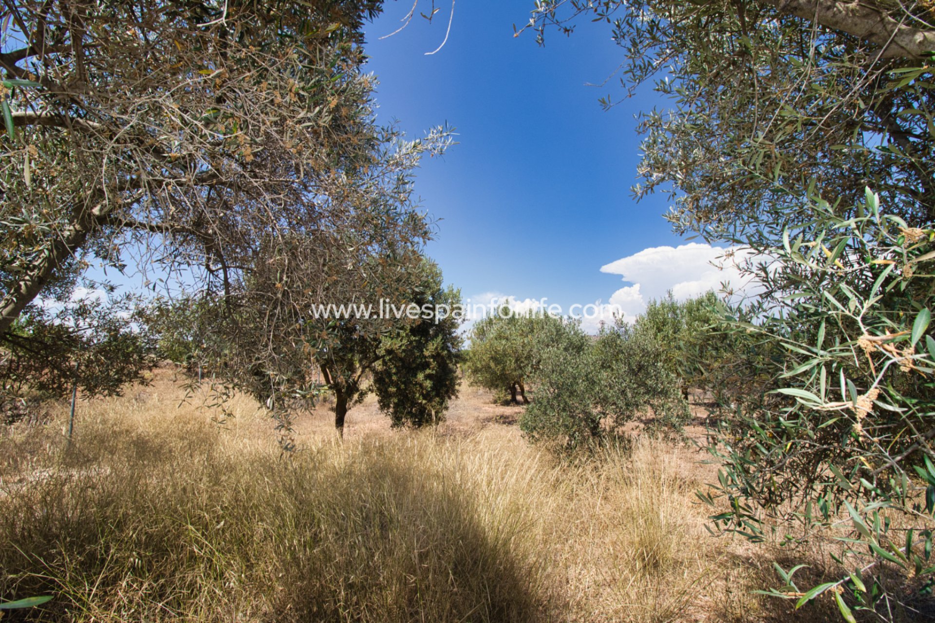 Herverkoop - Plattelandswoning -
Pinoso