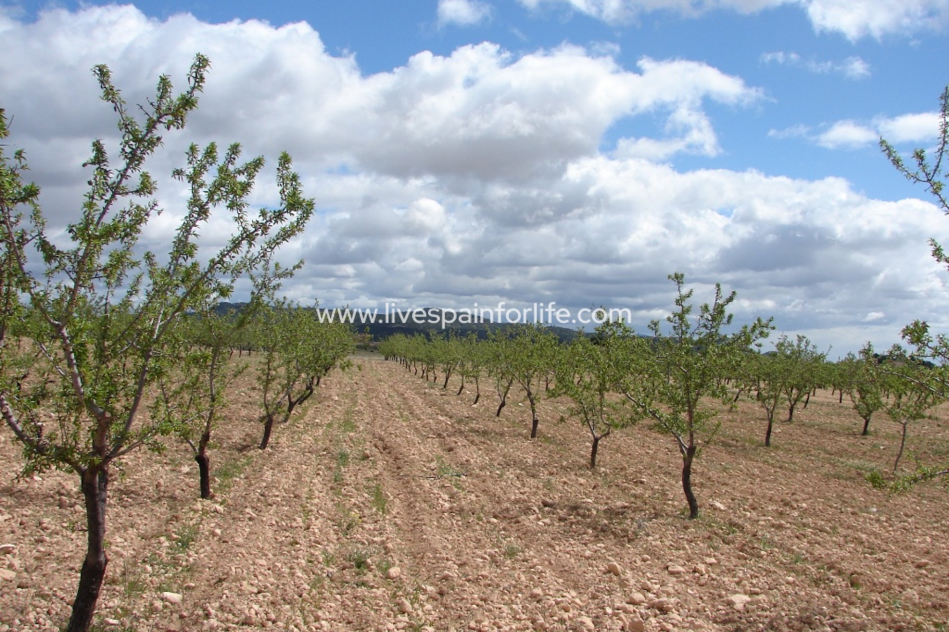 Neubau - Plot of Land -
Pinoso