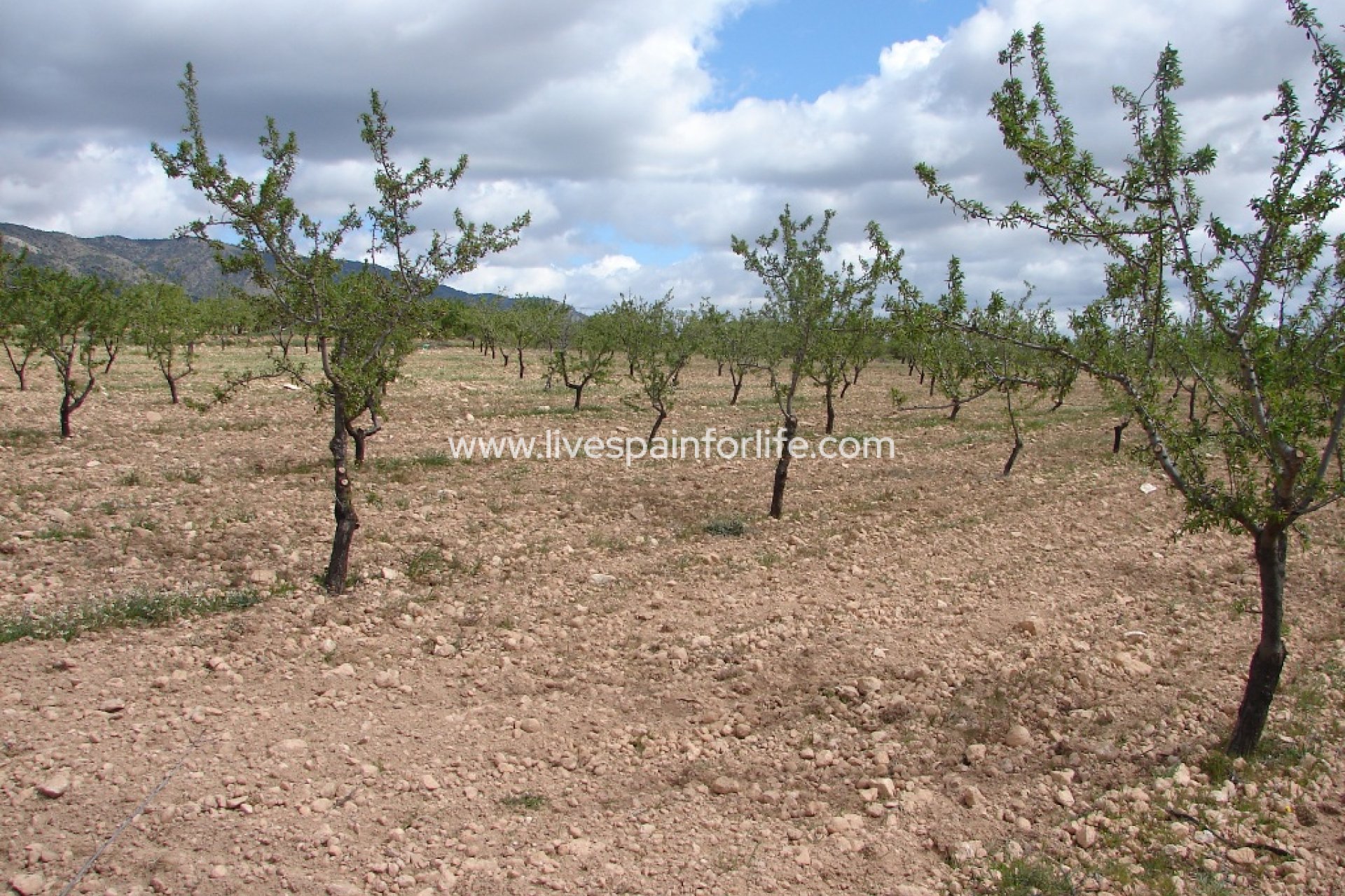 Neubau - Plot of Land -
Pinoso