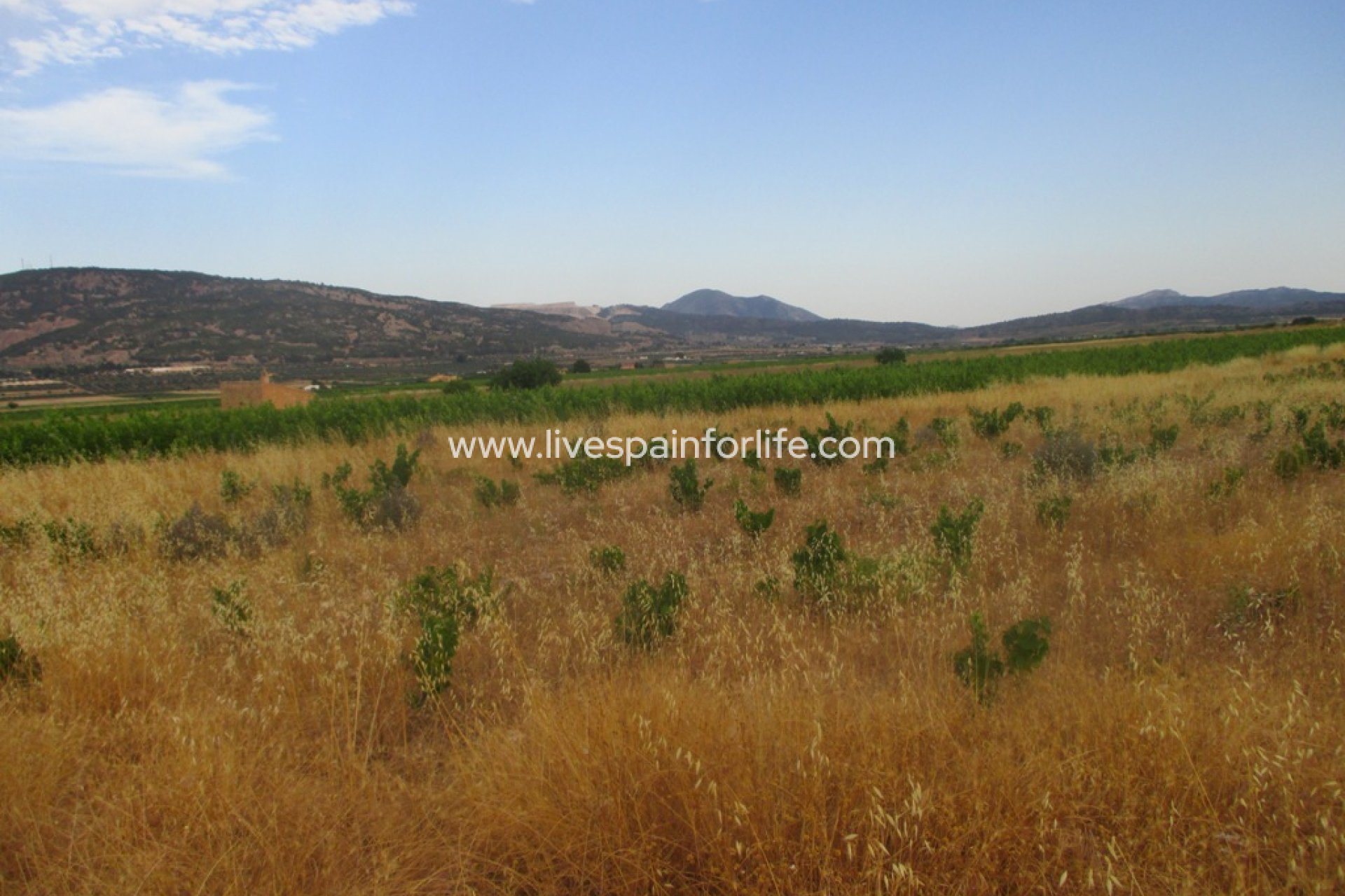 Neubau - Plot of Land -
Pinoso