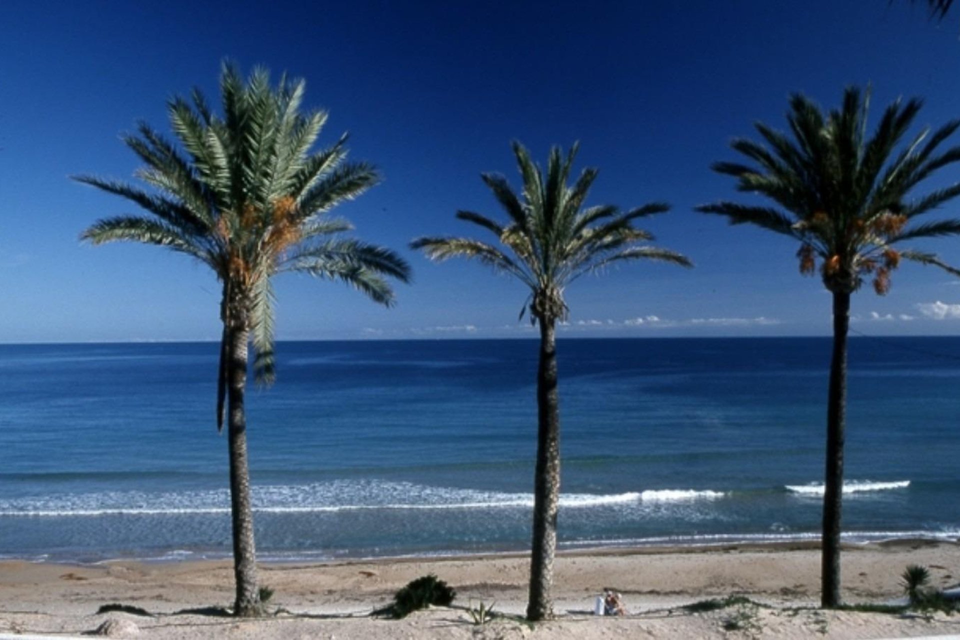 New build - Bungalow -
Pilar de la Horadada - Parque Ramon eugenio Escudero