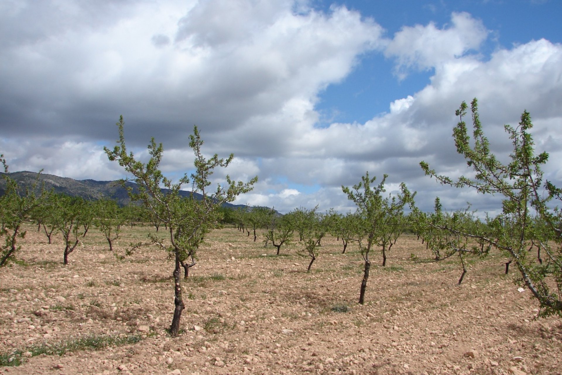 New build - Plot of Land -
Pinoso