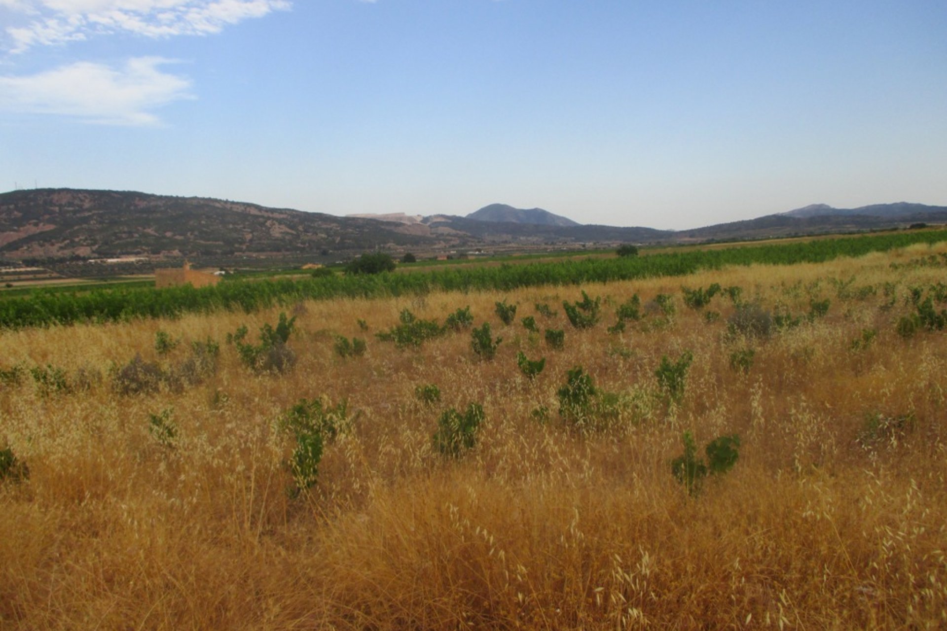 New build - Plot of Land -
Pinoso