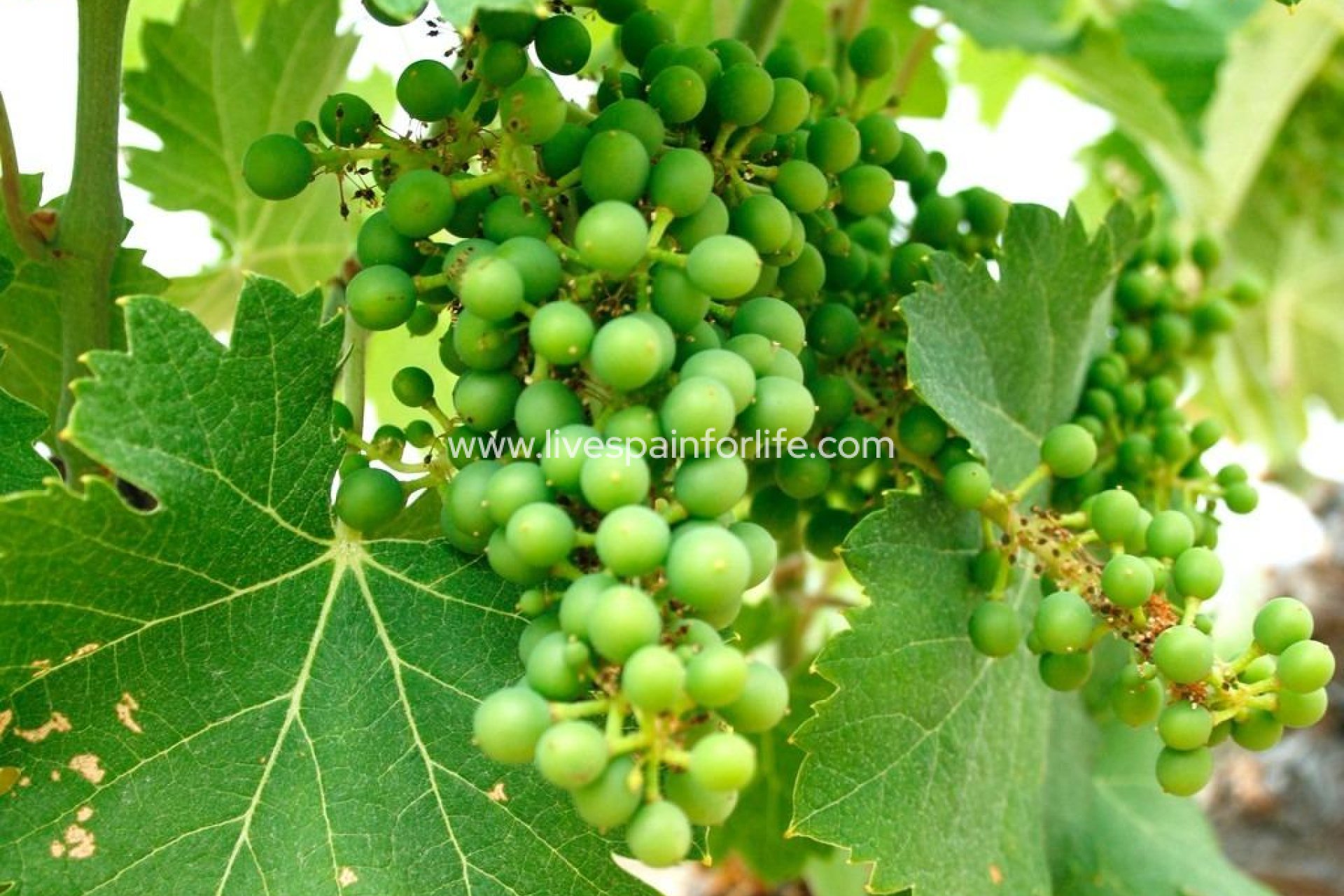 New build - Villa (detached) -
Yecla