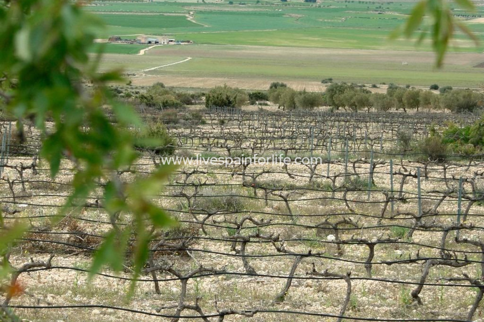 New build - Villa (detached) -
Yecla