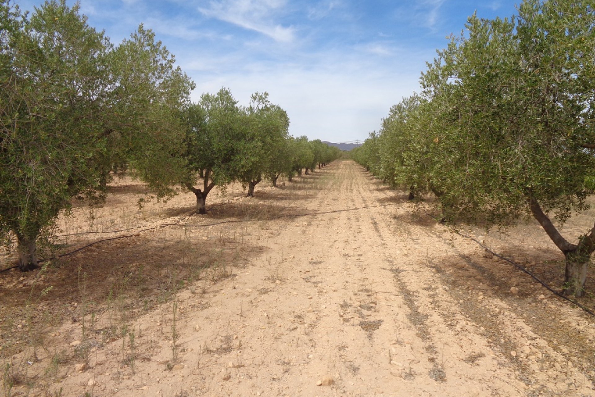 Nieuwbouw - Plattelandswoning -
Alicante