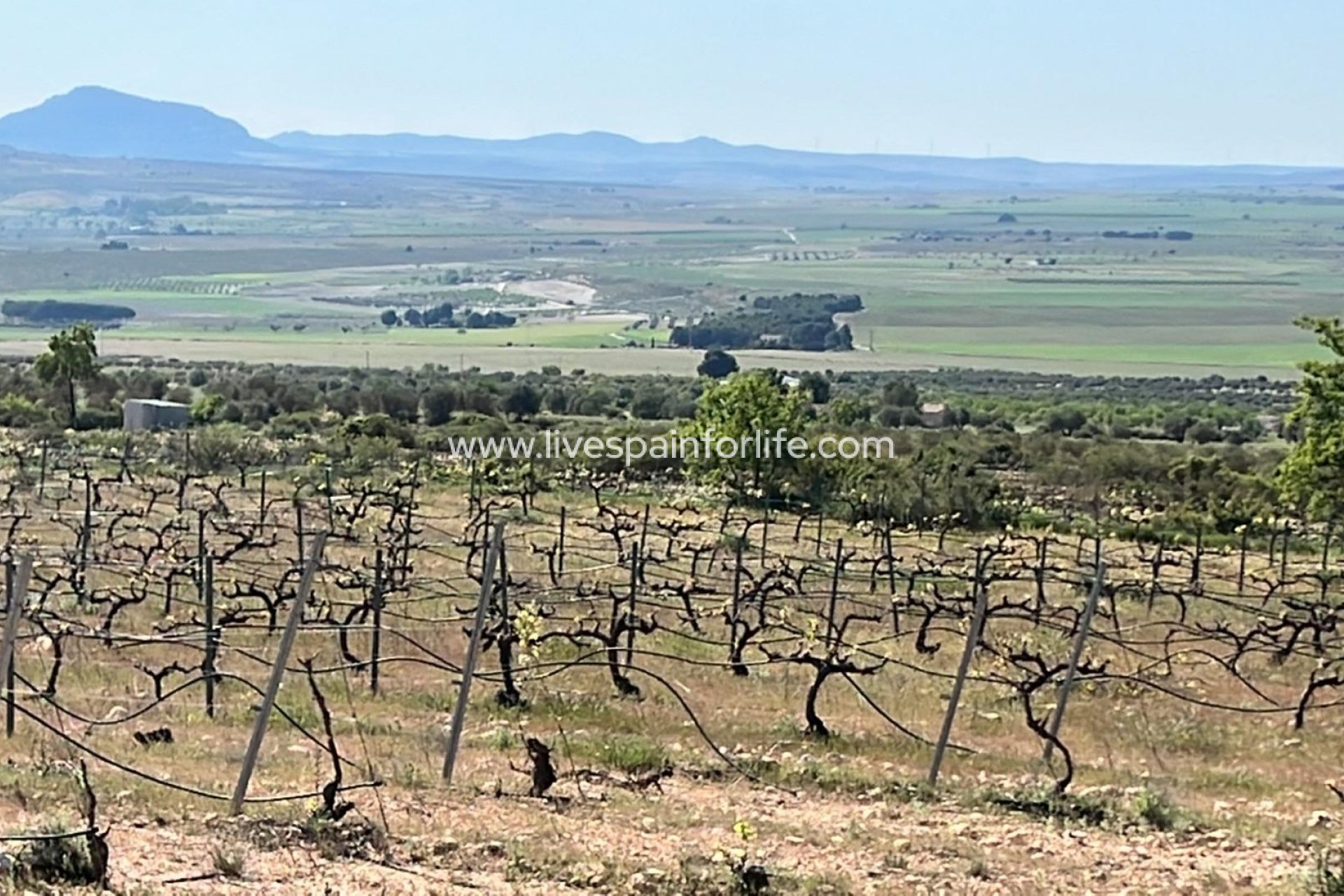 Nieuwbouw - Villa (alleenstaand) -
Yecla