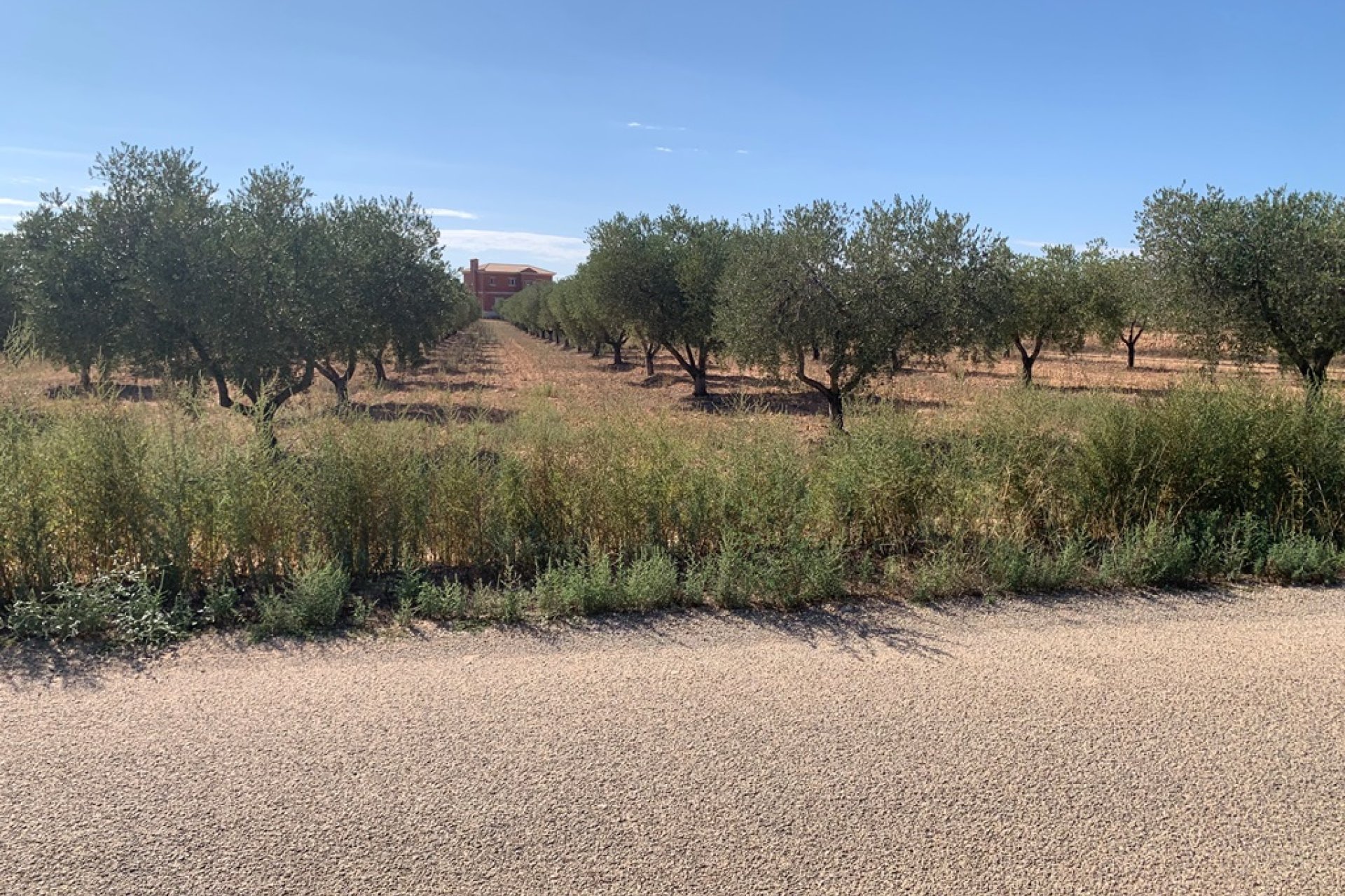 Nouvelle construction - Maison de campagne -
Pinoso