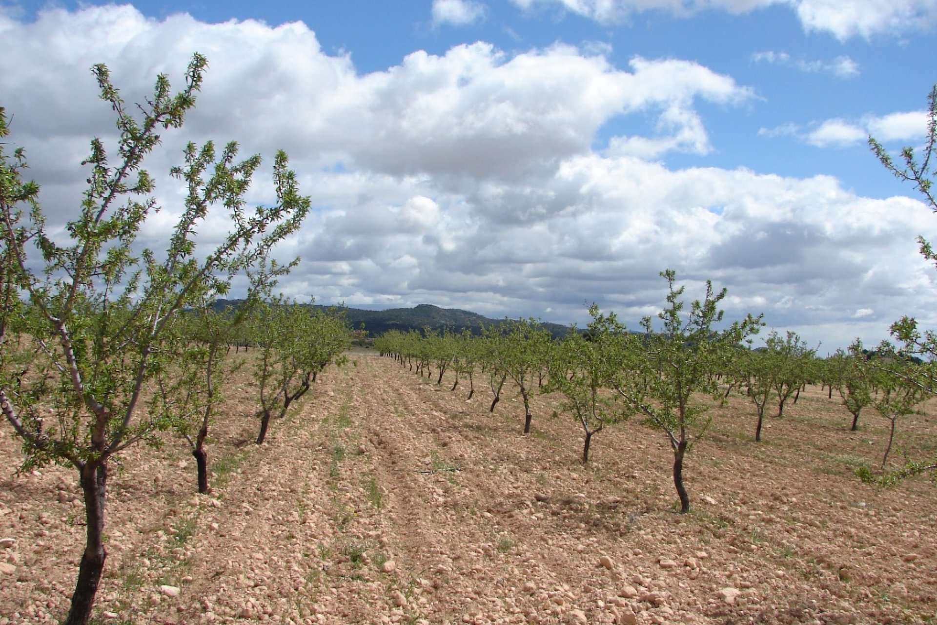 Nouvelle construction - Plot of Land -
Pinoso