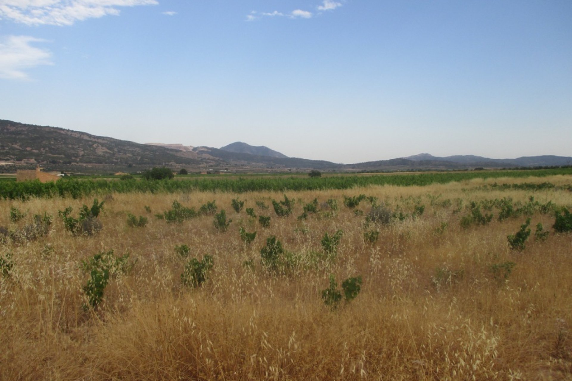 Nouvelle construction - Plot of Land -
Pinoso