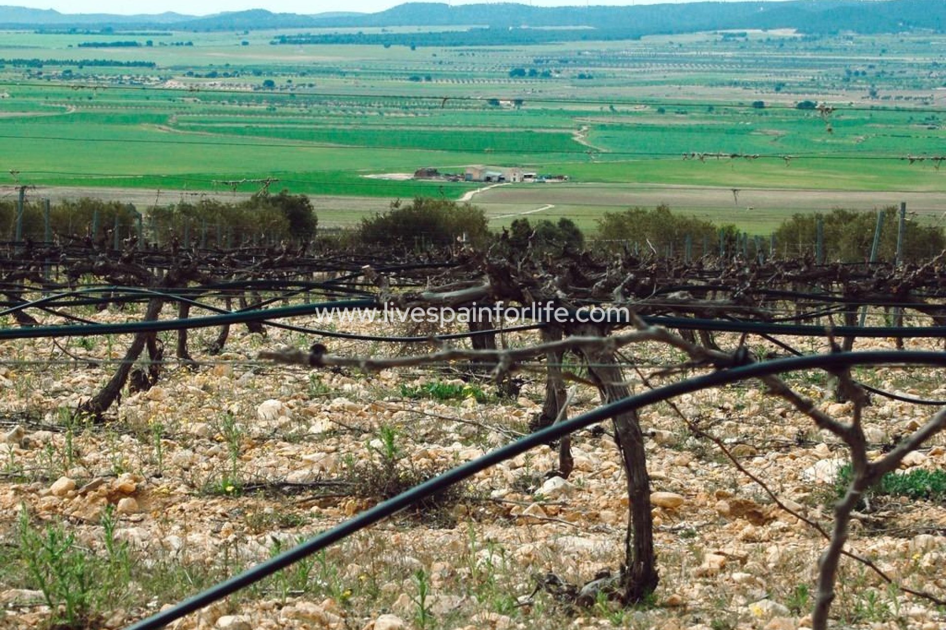 Nouvelle construction - Villa (indépendant) -
Yecla