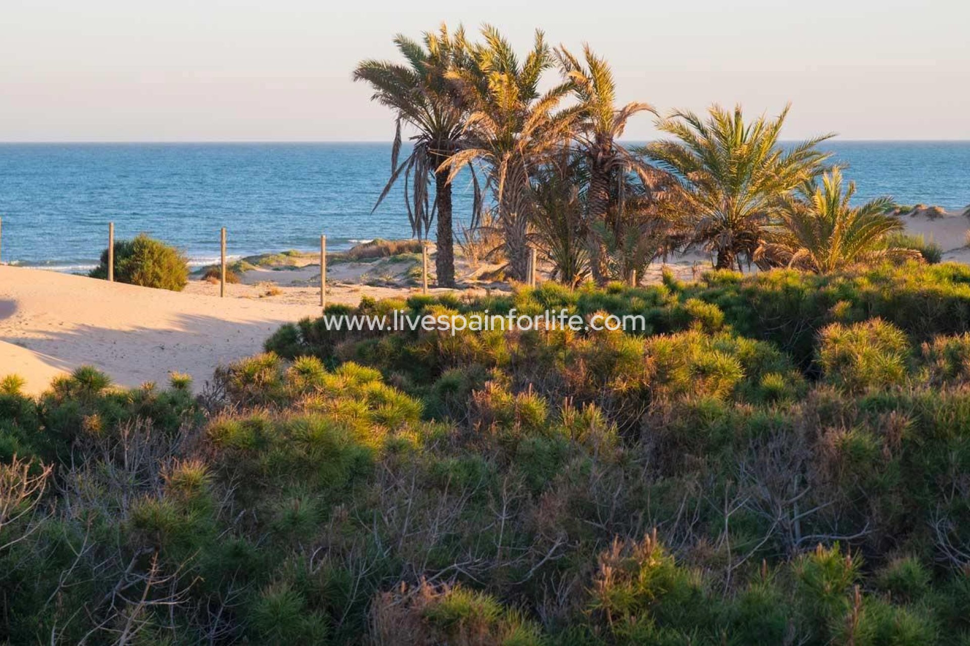 Nuevo - Apartments -
Guardamar del Segura - Avda del Puerto