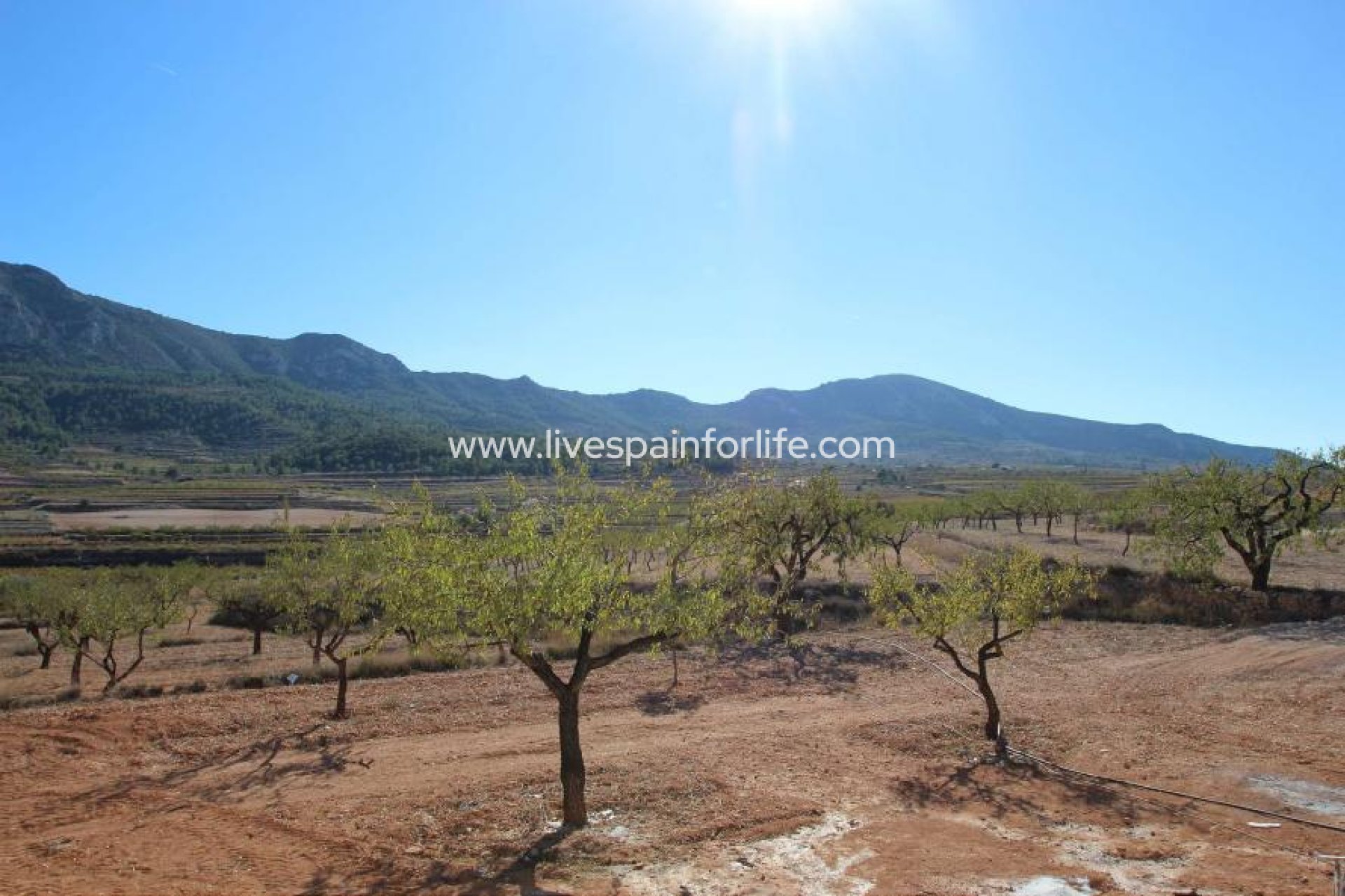 Nuevo - Villa (detached) -
Elche