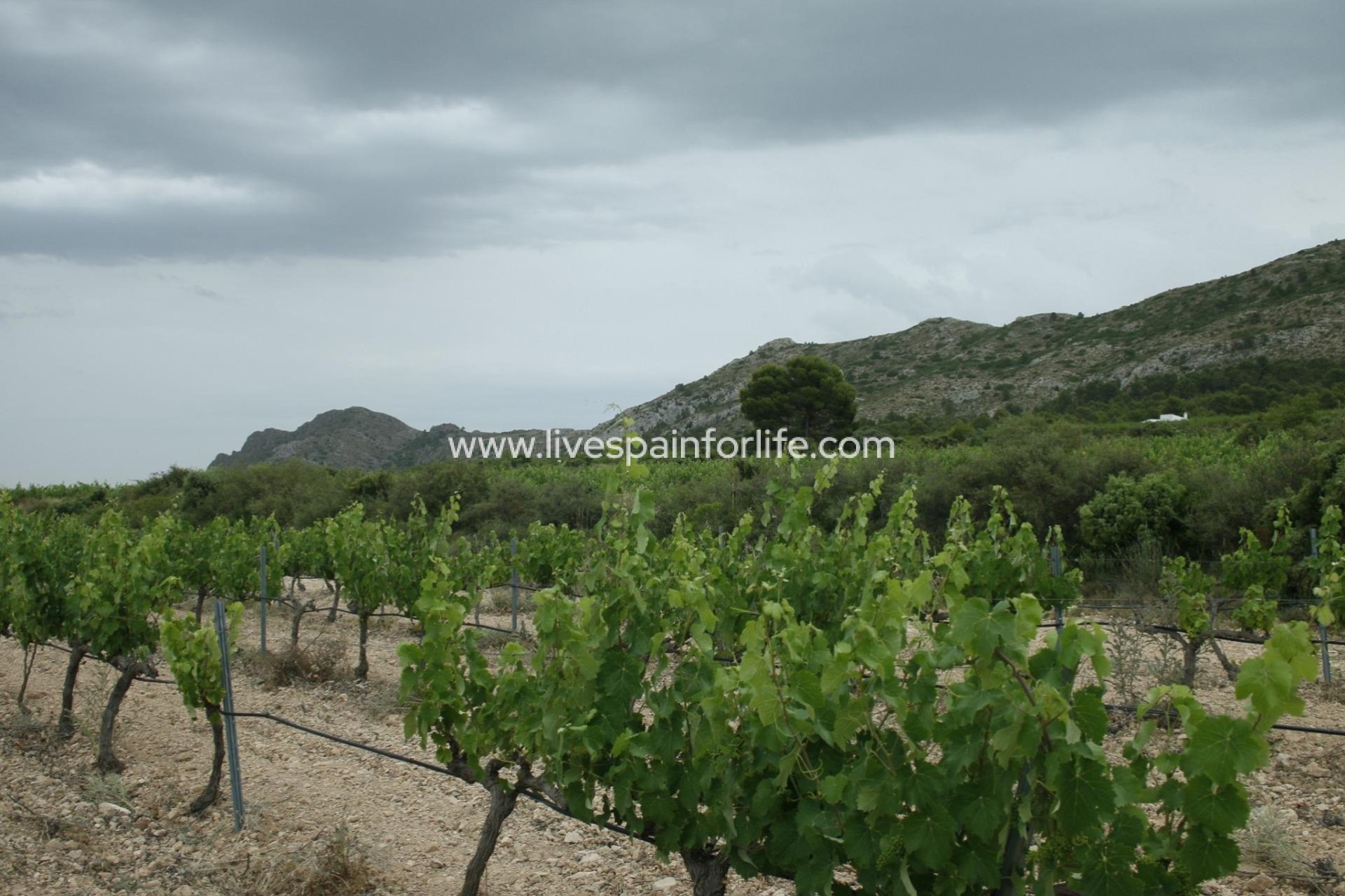 Nuevo - Villa (detached) -
Yecla