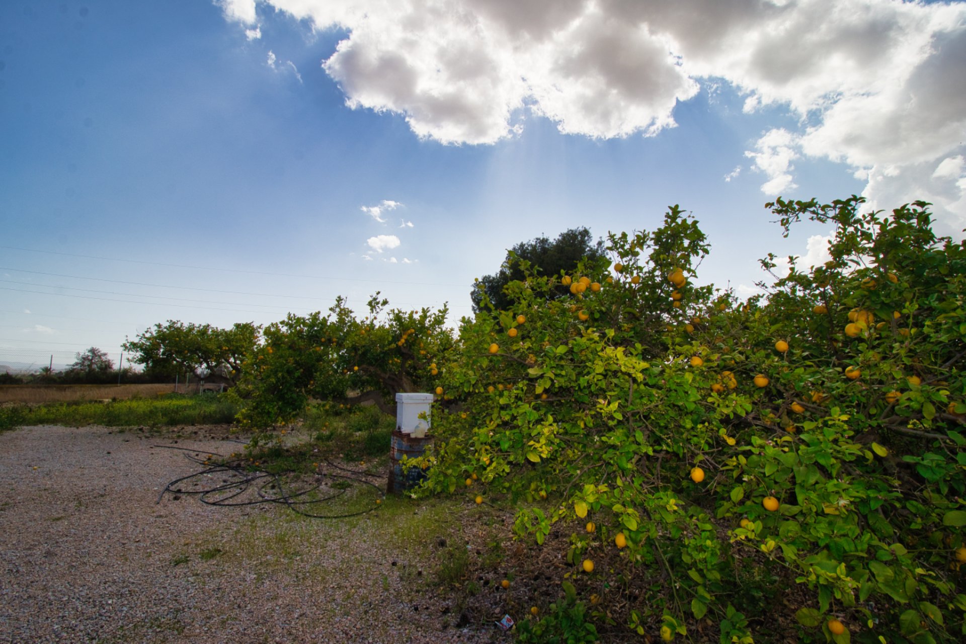 Resale - Country Property -
Albatera