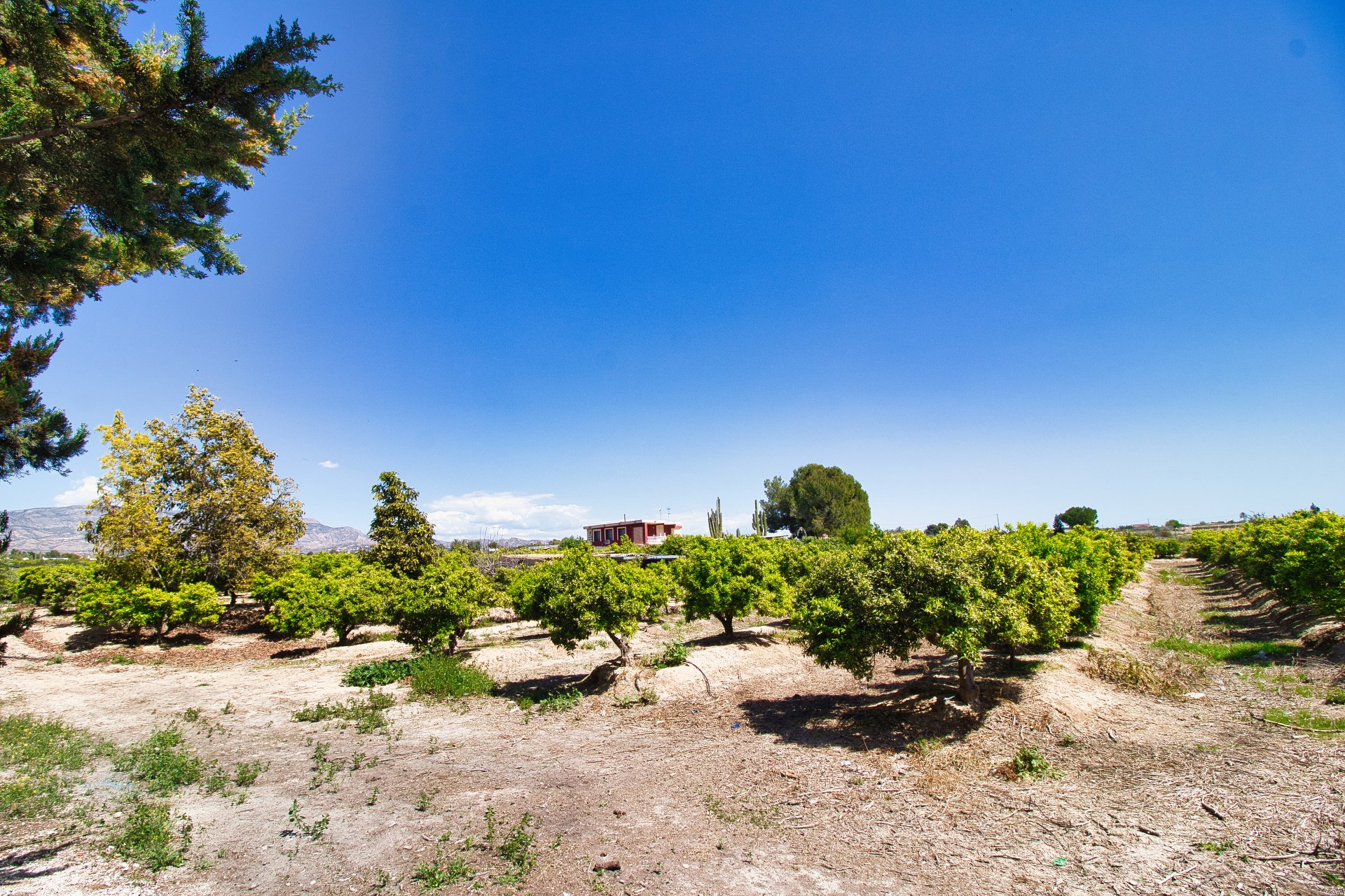 Resale - Country Property -
Albatera