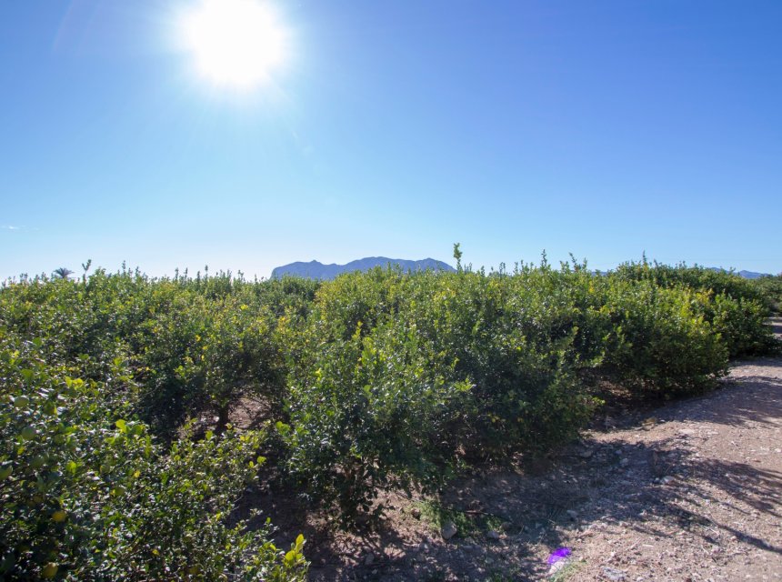 Resale - Country Property -
Albatera