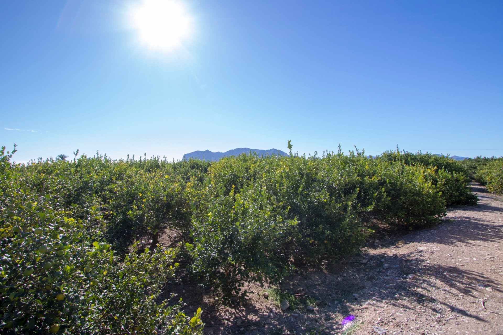 Resale - Country Property -
Albatera