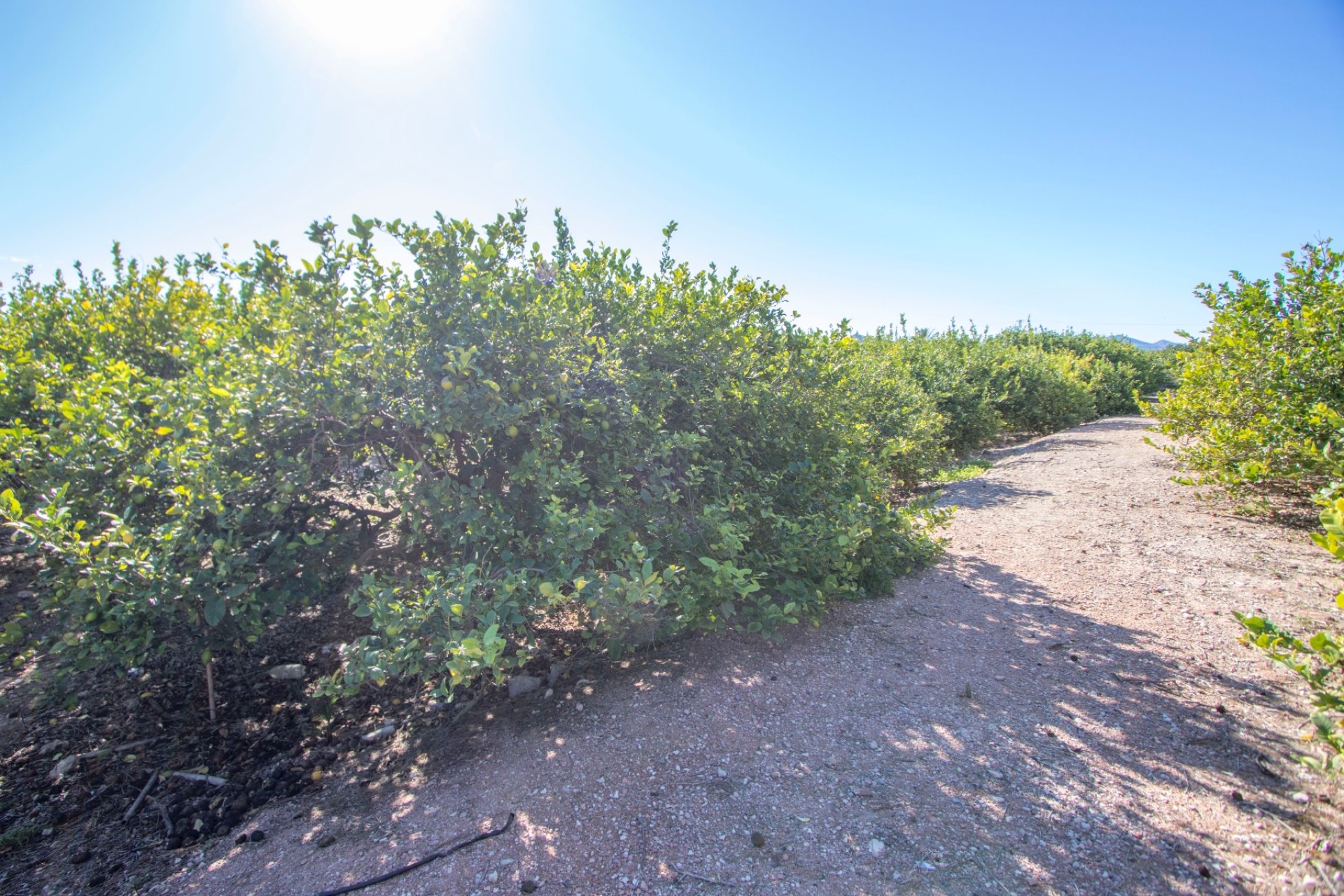 Resale - Country Property -
Albatera