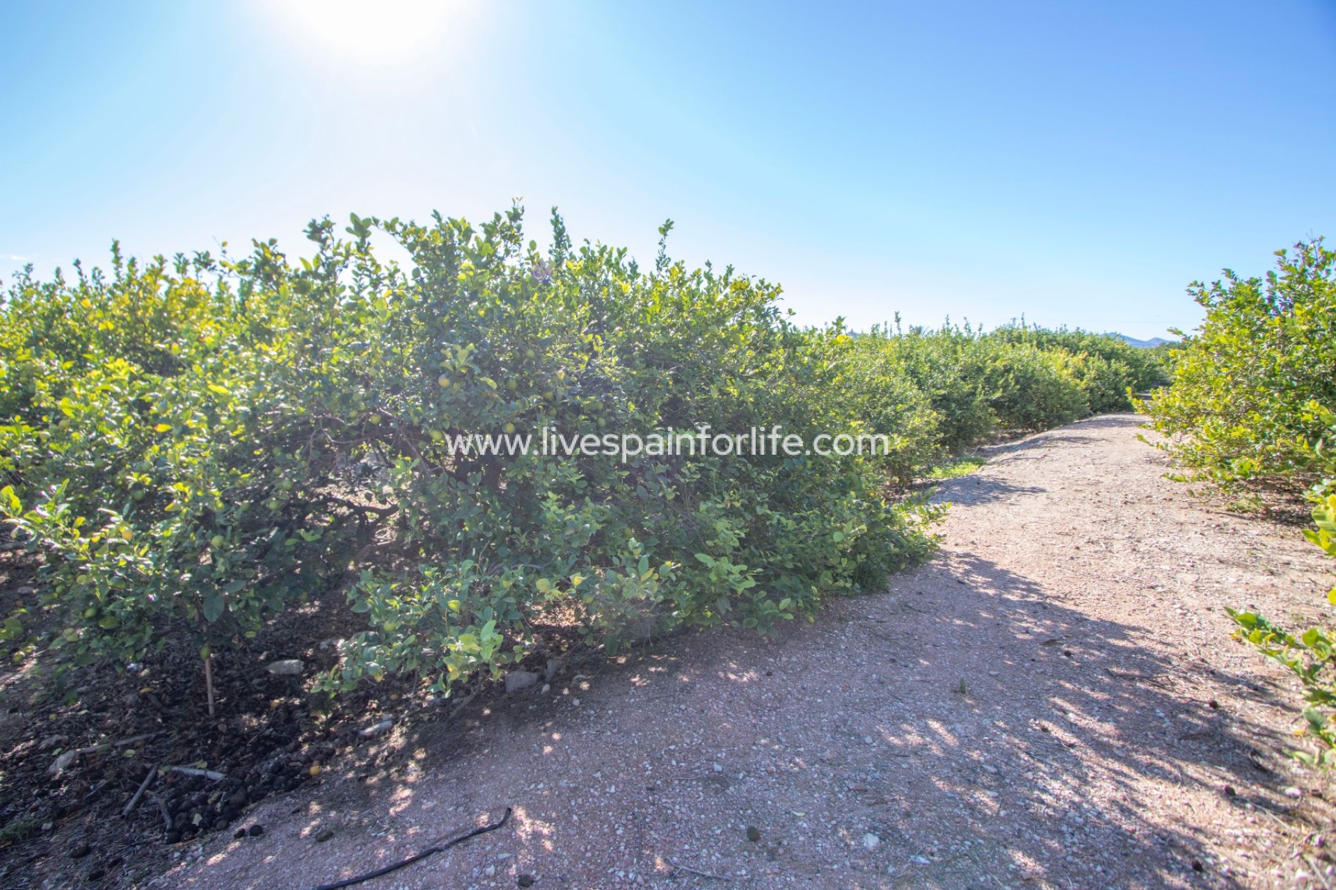 Resale - Country Property -
Albatera