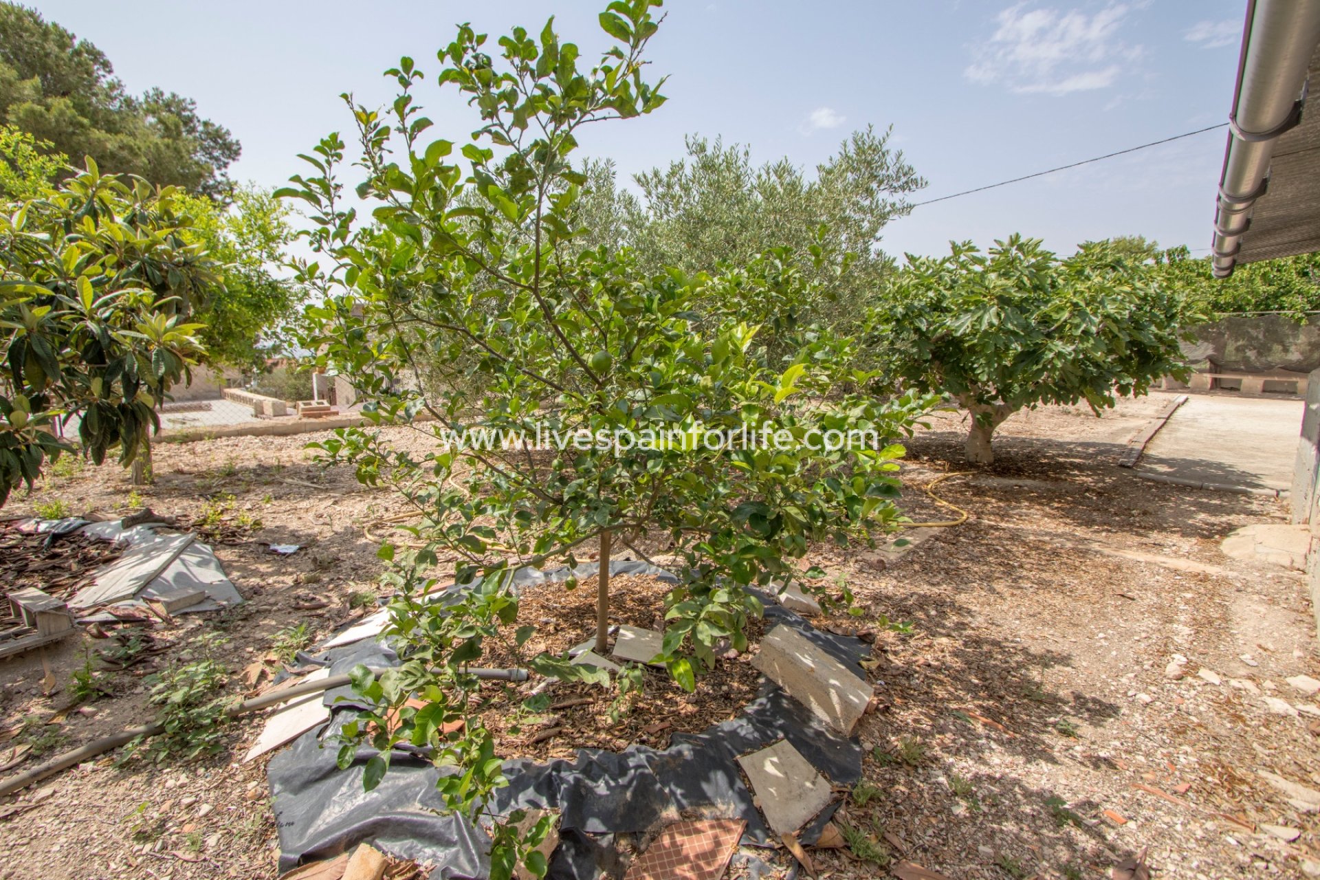 Resale - Country Property -
Albatera