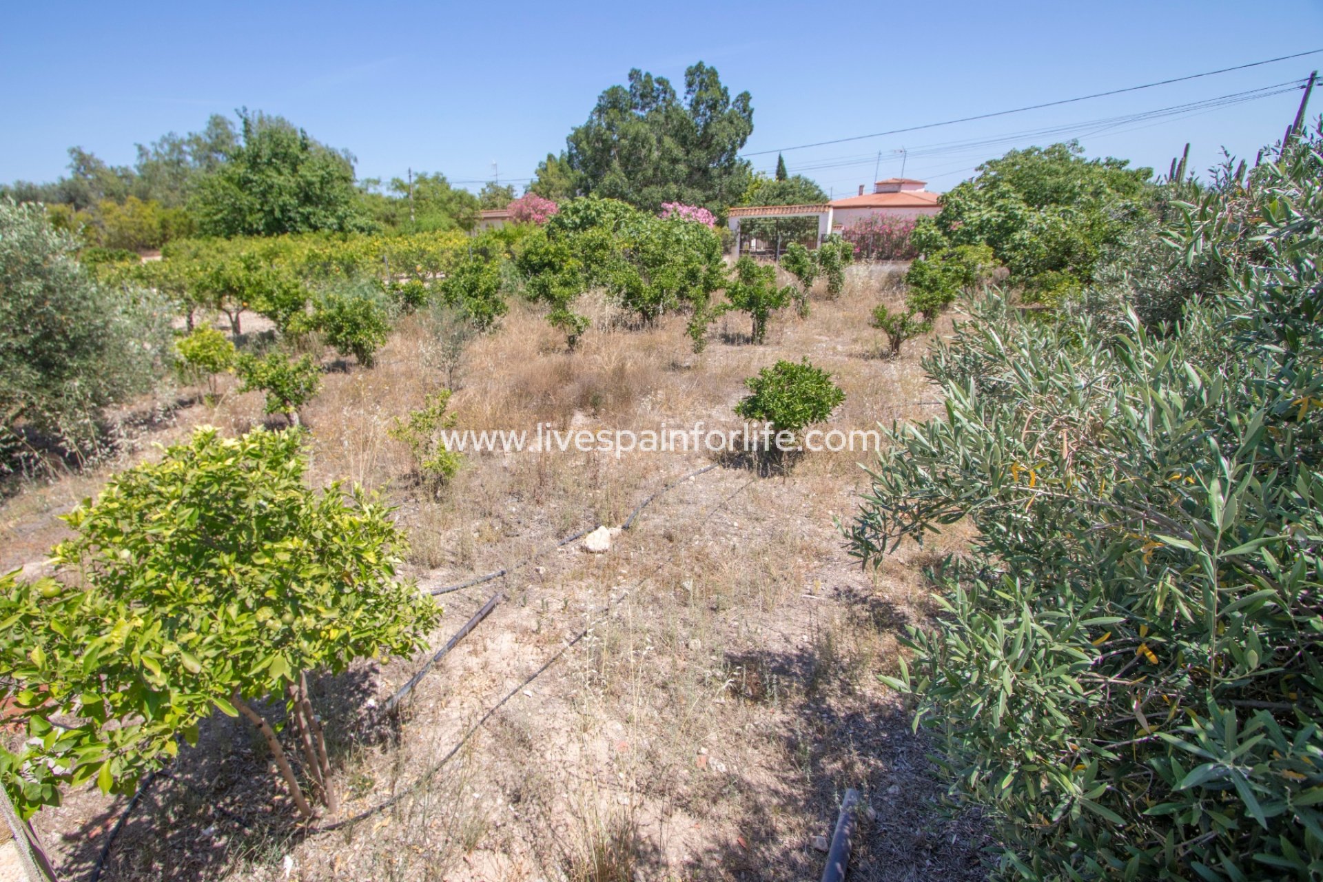 Resale - Country Property -
Albatera