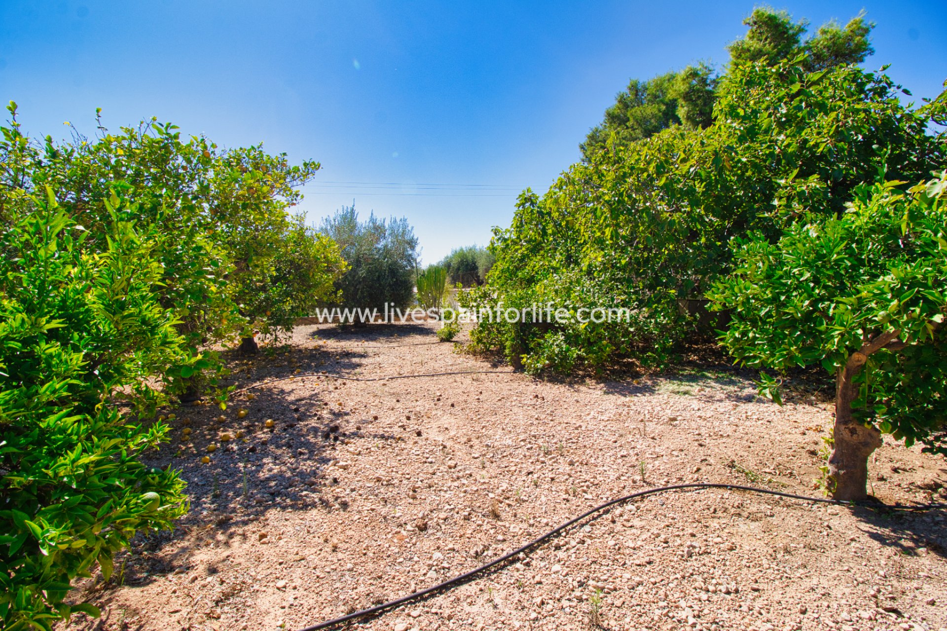 Resale - Country Property -
Albatera