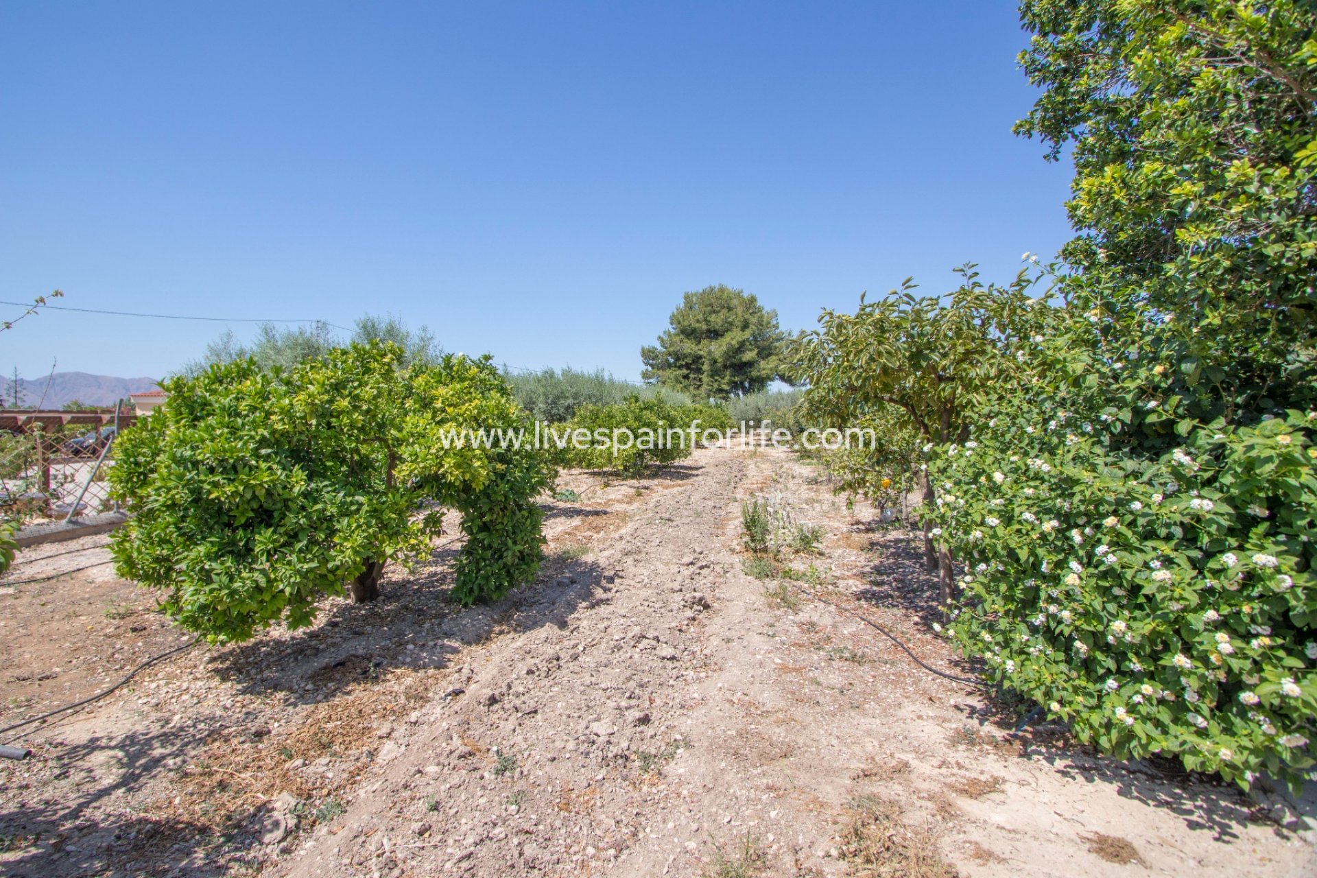 Resale - Country Property -
Albatera
