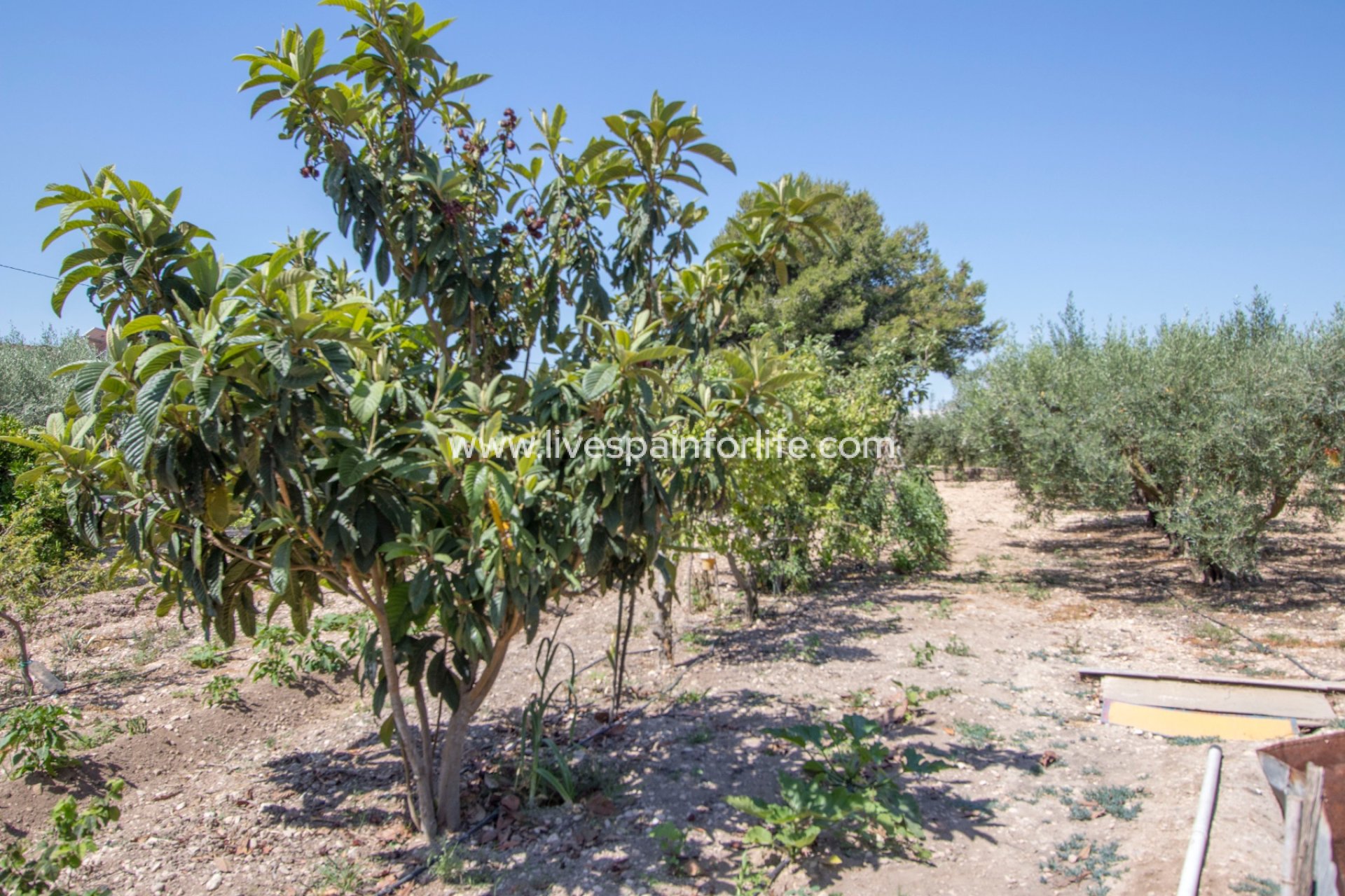 Resale - Country Property -
Albatera