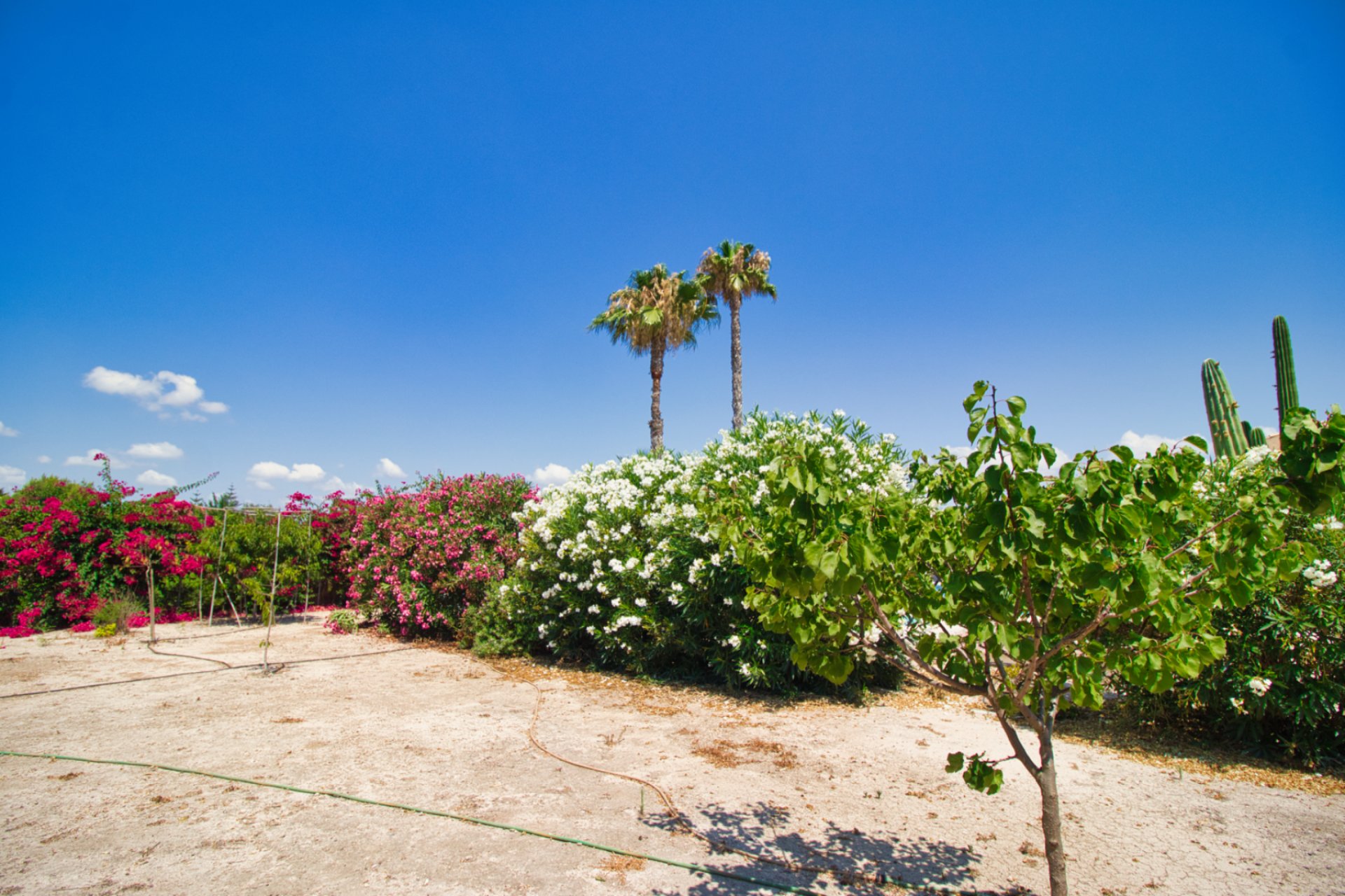 Resale - Country Property -
Catral