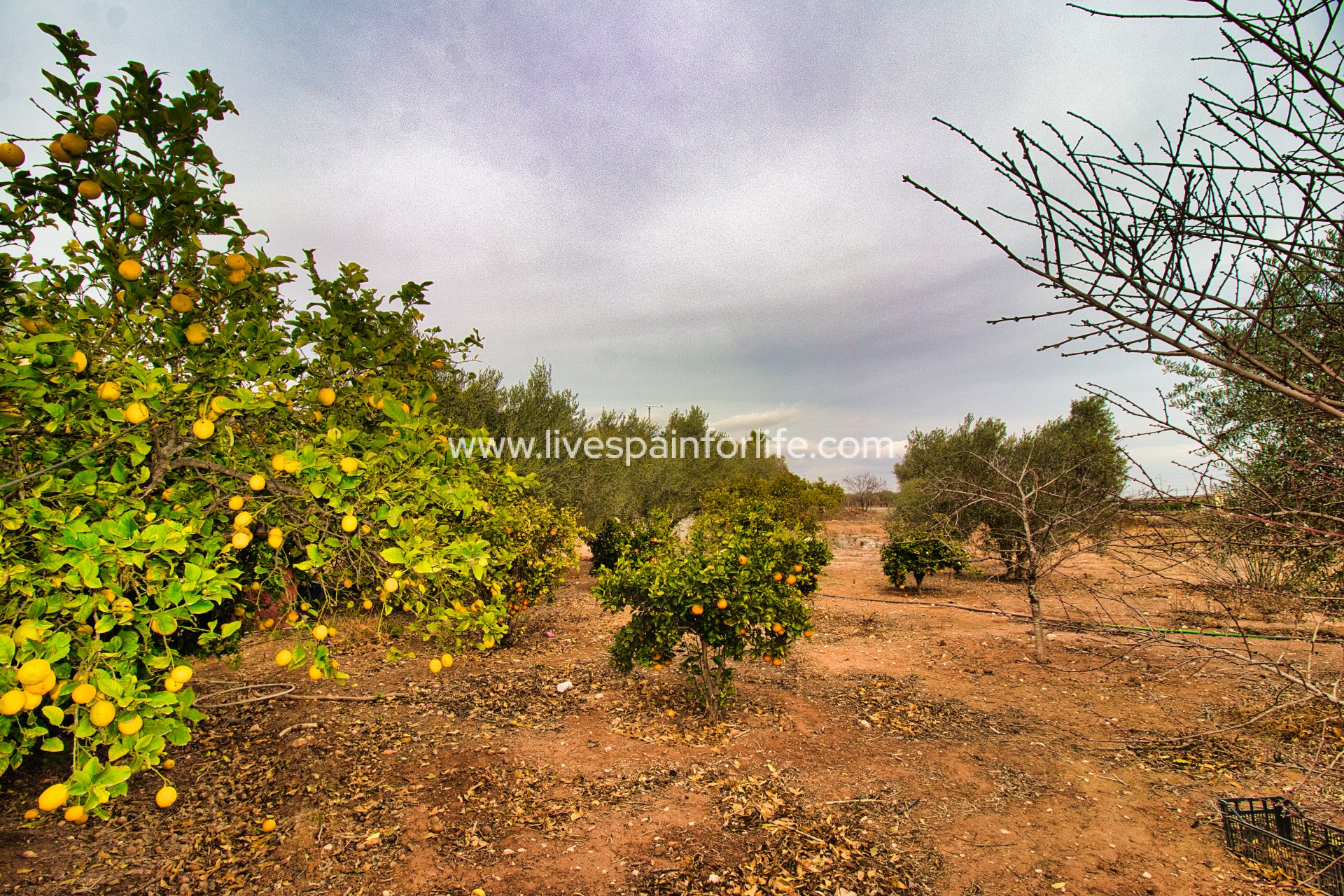 Resale - Country Property -
Crevillent