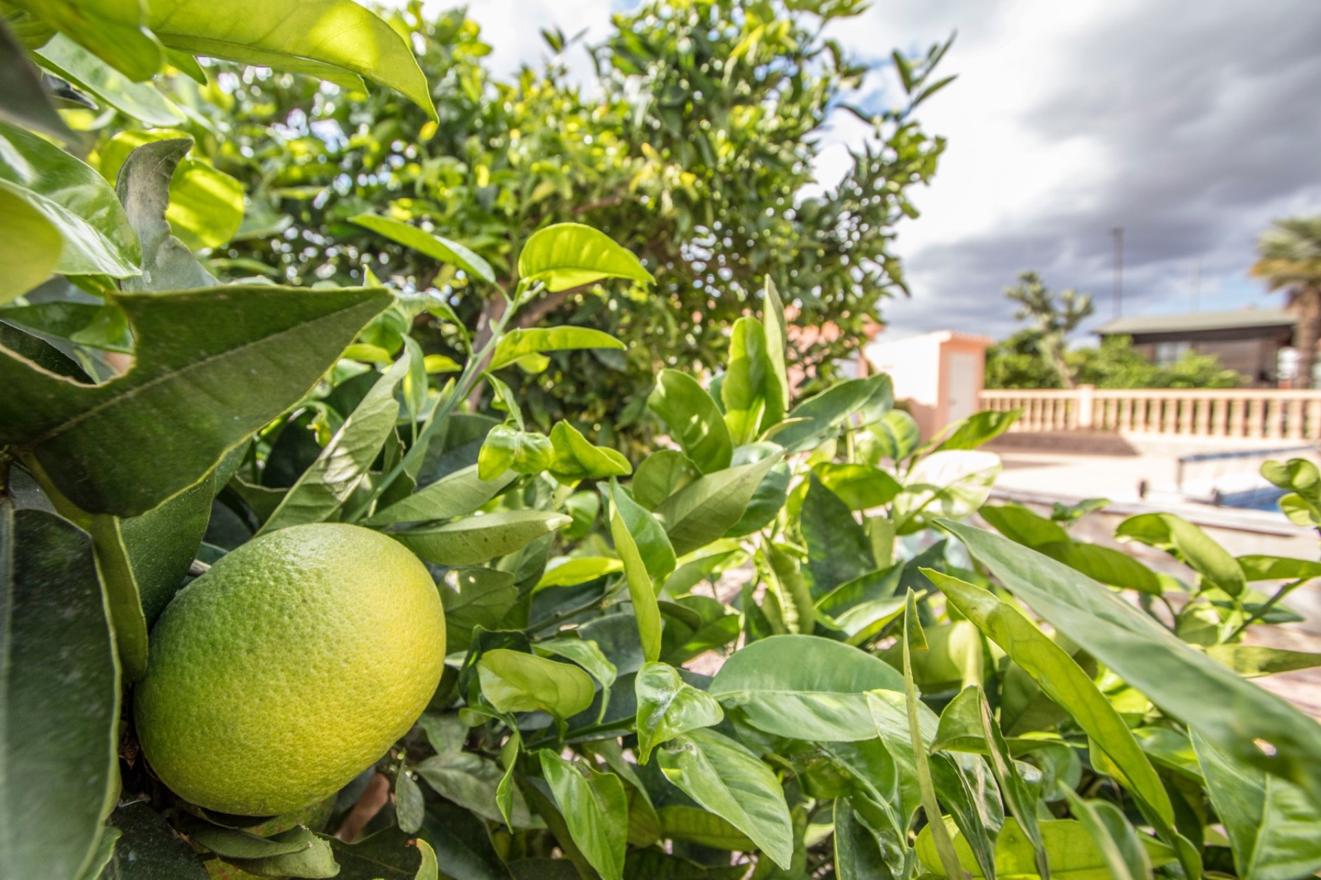 Resale - Country Property -
Crevillent