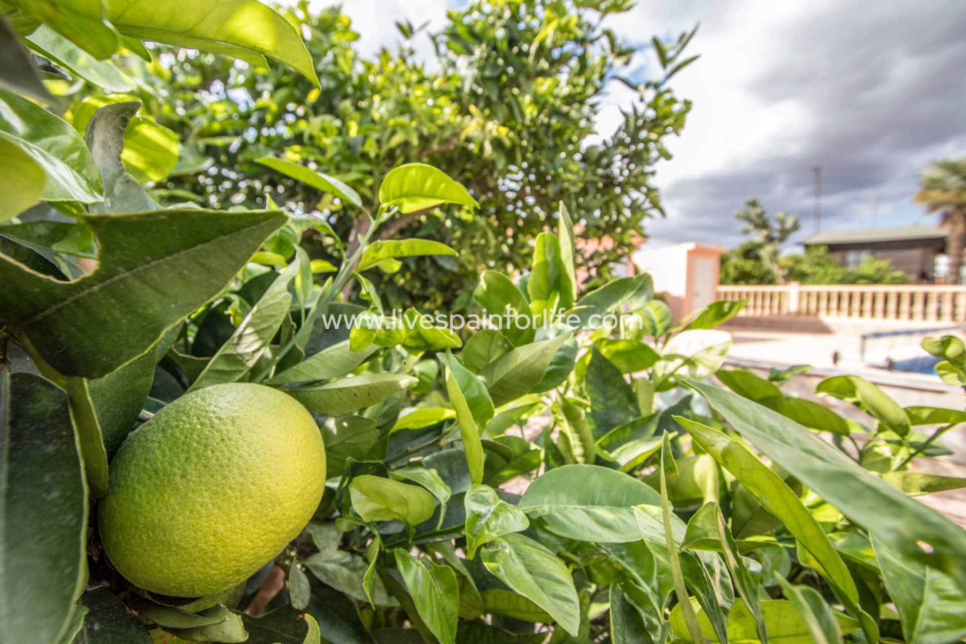 Resale - Country Property -
Crevillent