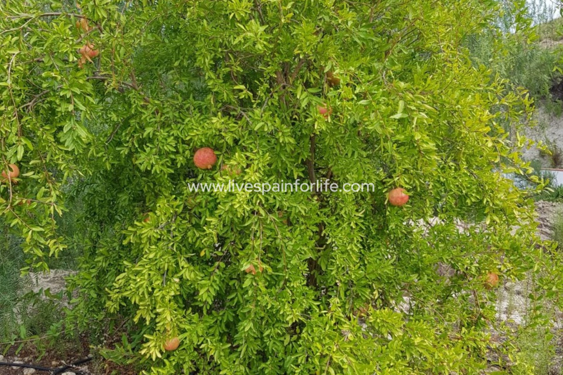 Resale - Country Property -
Crevillent