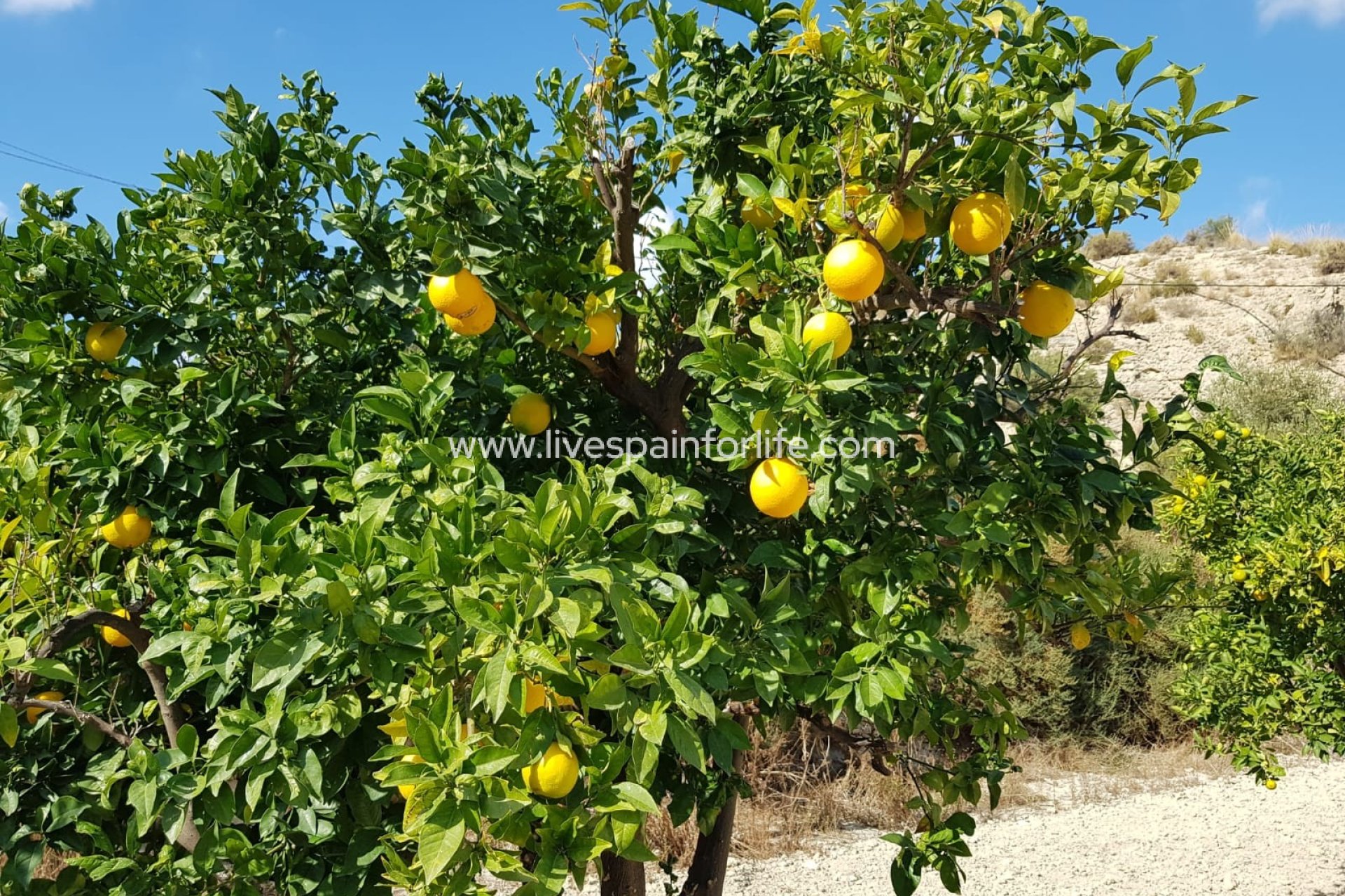 Resale - Country Property -
Crevillent