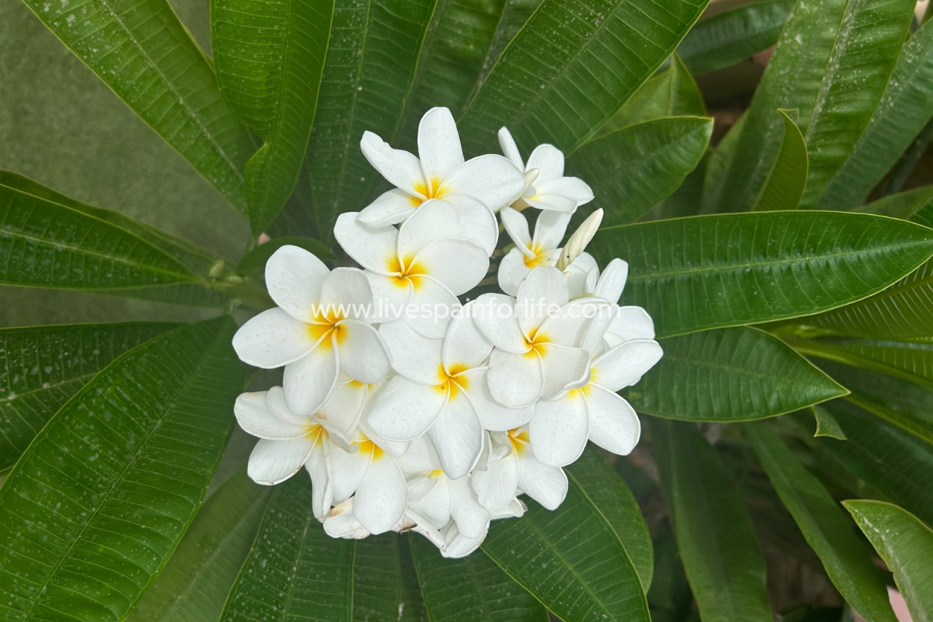 Resale - Country Property -
Dolores