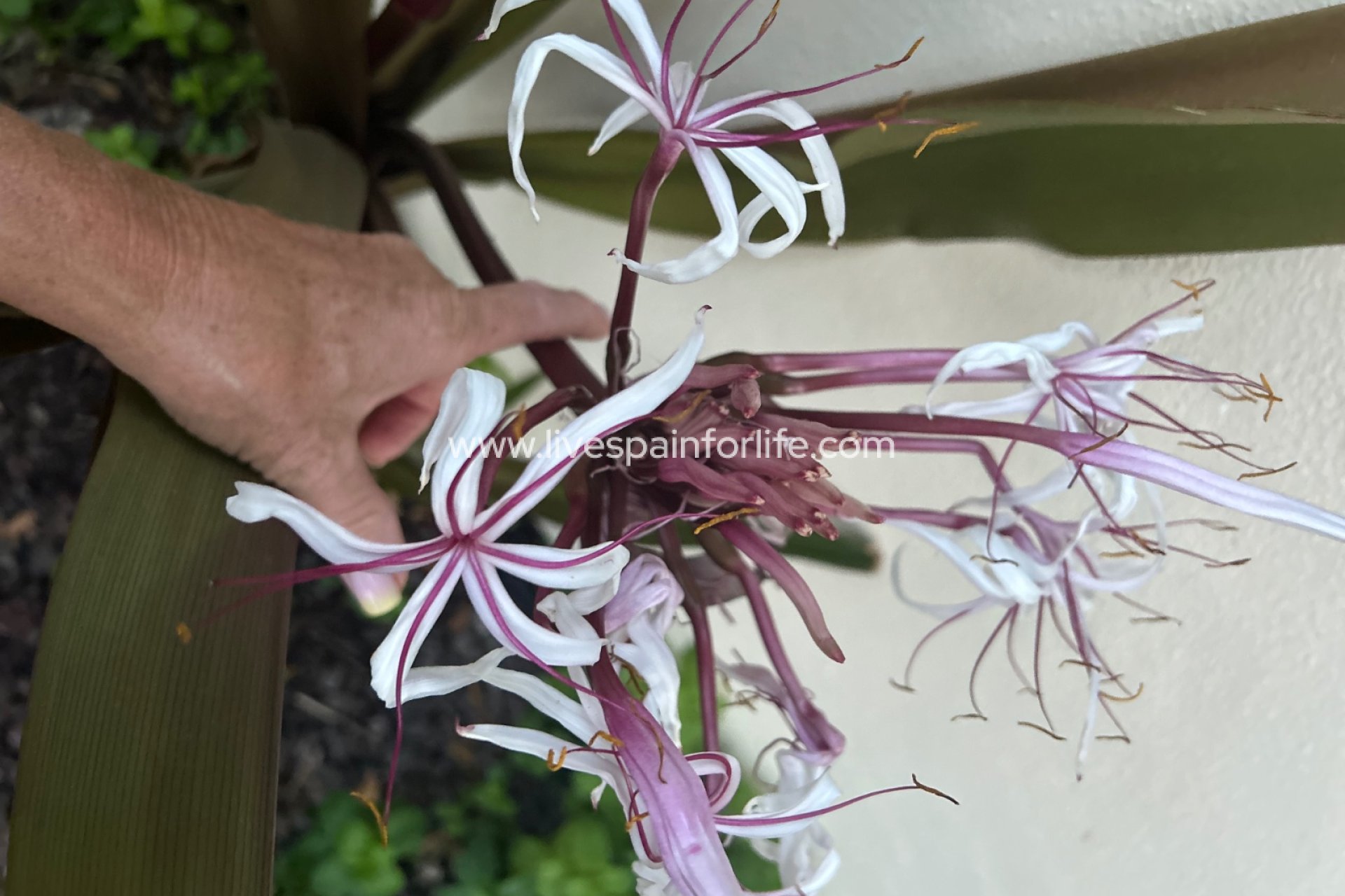 Resale - Country Property -
Dolores