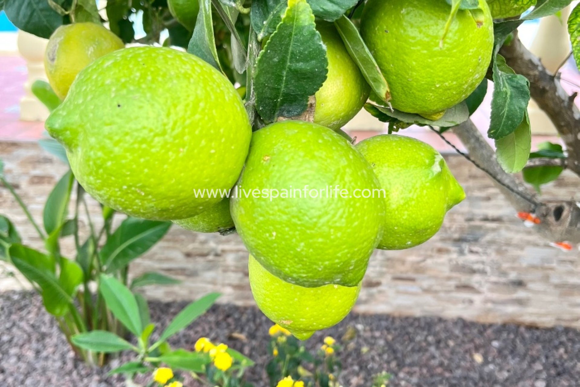 Resale - Country Property -
Dolores