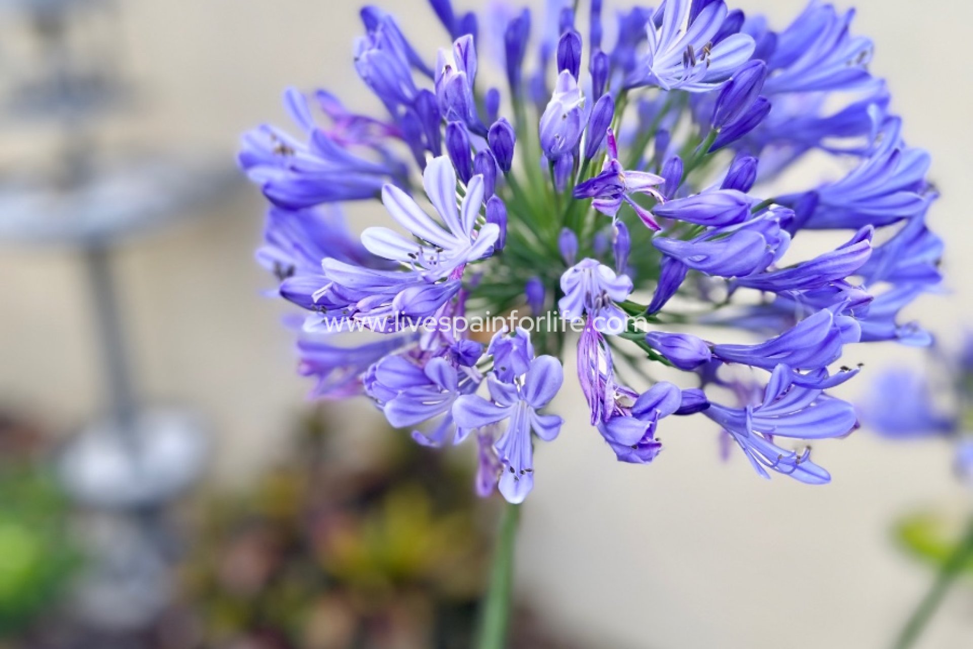 Resale - Country Property -
Dolores