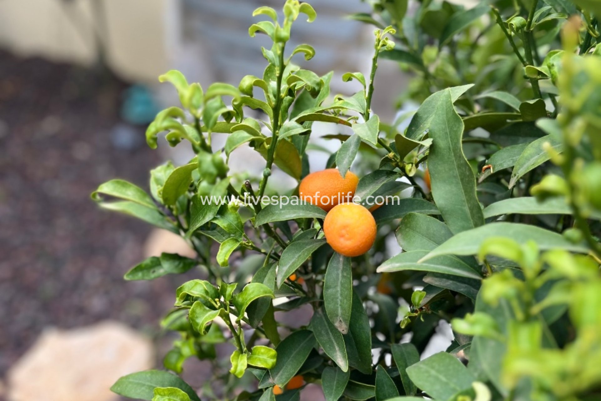 Resale - Country Property -
Dolores