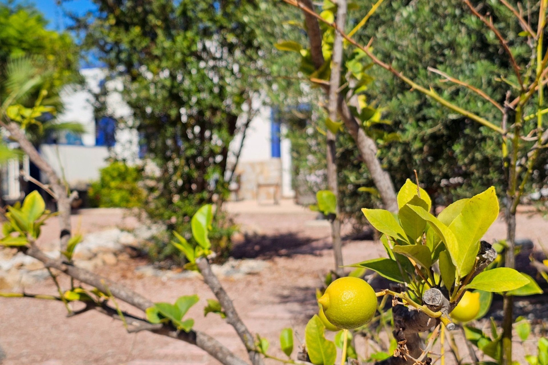 Resale - Country Property -
El Realengo