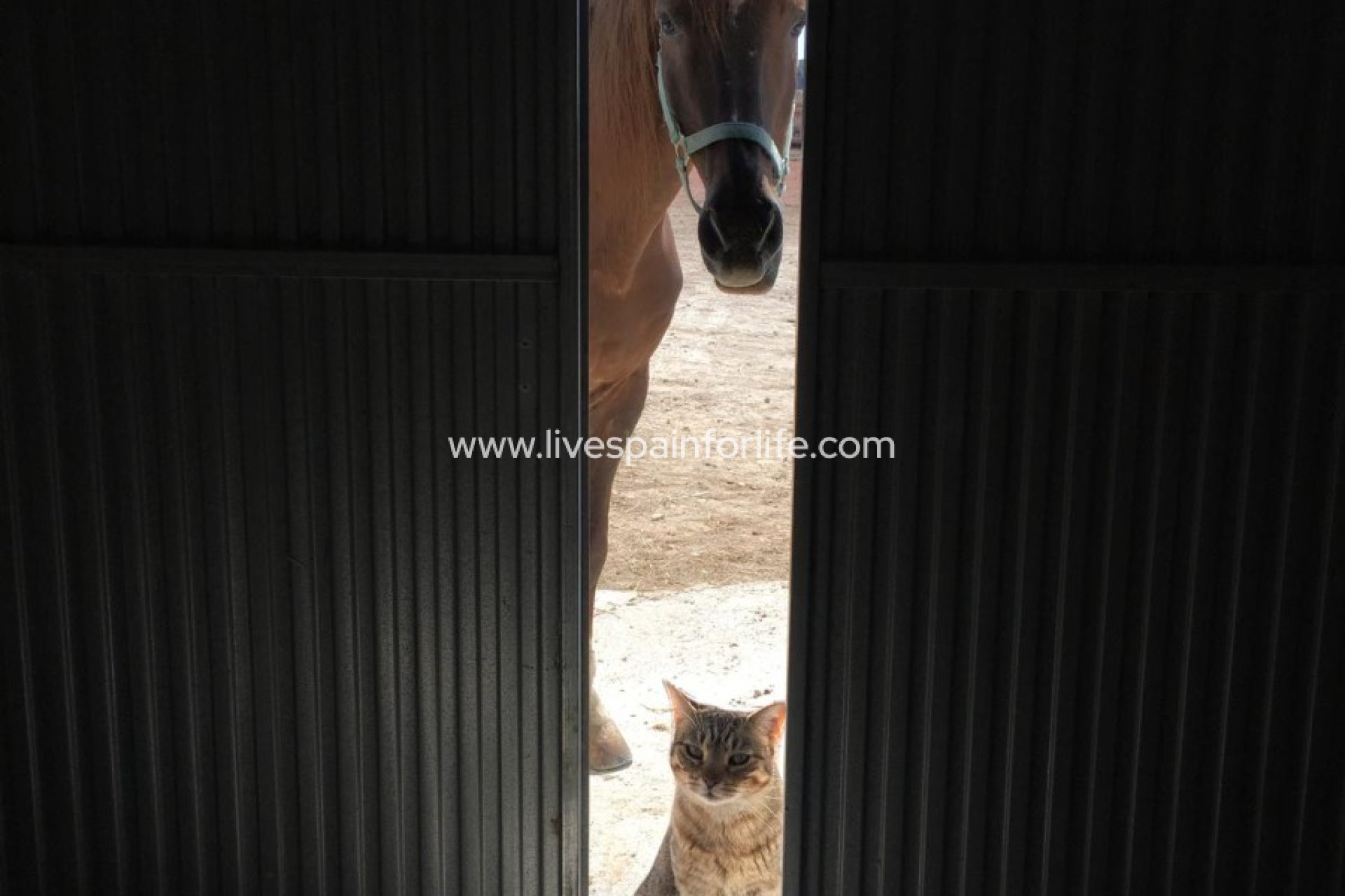 Resale - Country Property -
Jumilla - Torre del Rico